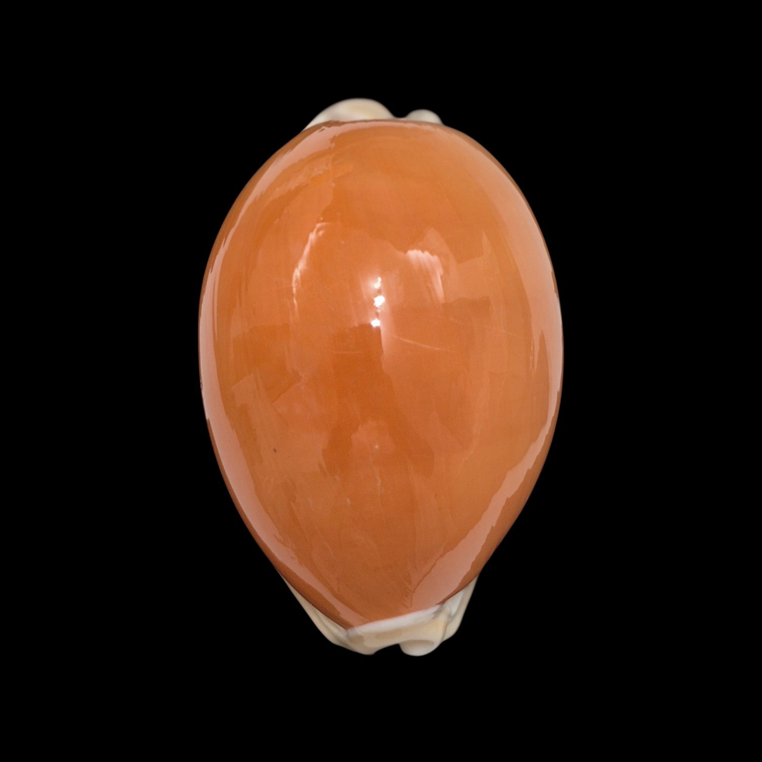 BC283 Callistocypraea aurantium