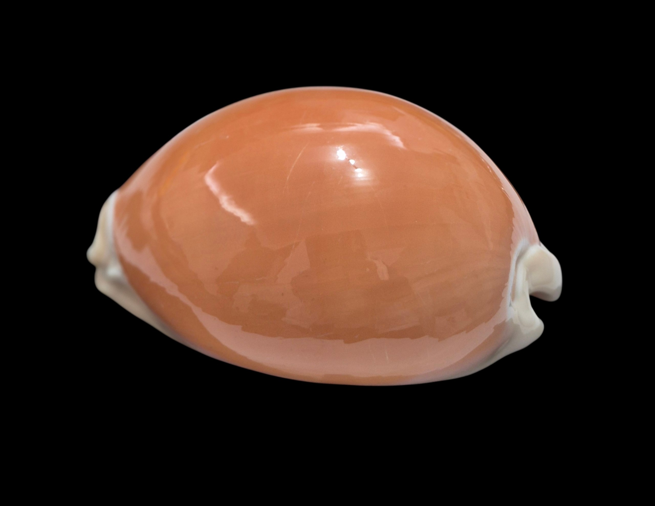 BC283 Callistocypraea aurantium - Image 3