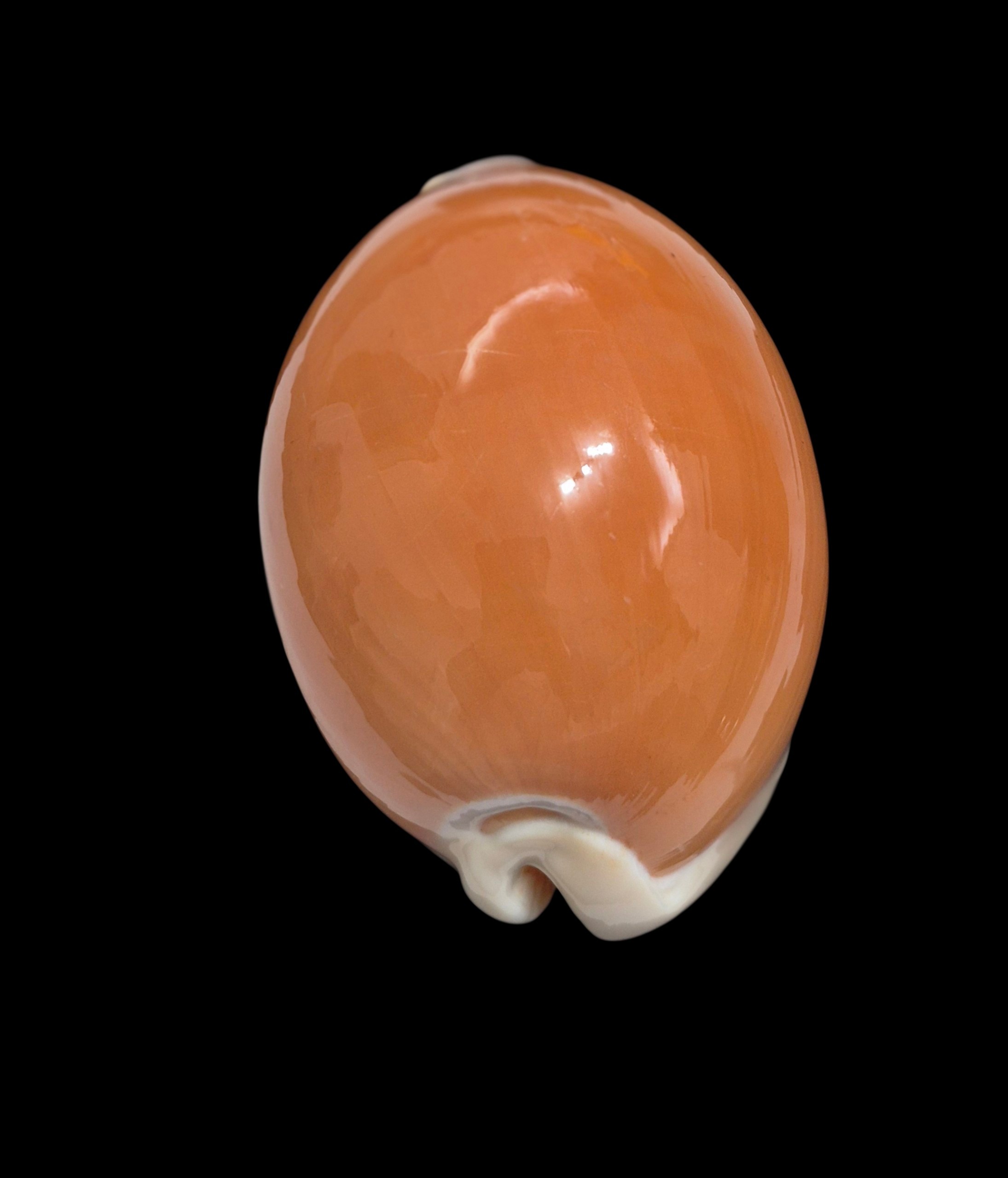 BC283 Callistocypraea aurantium - Image 4