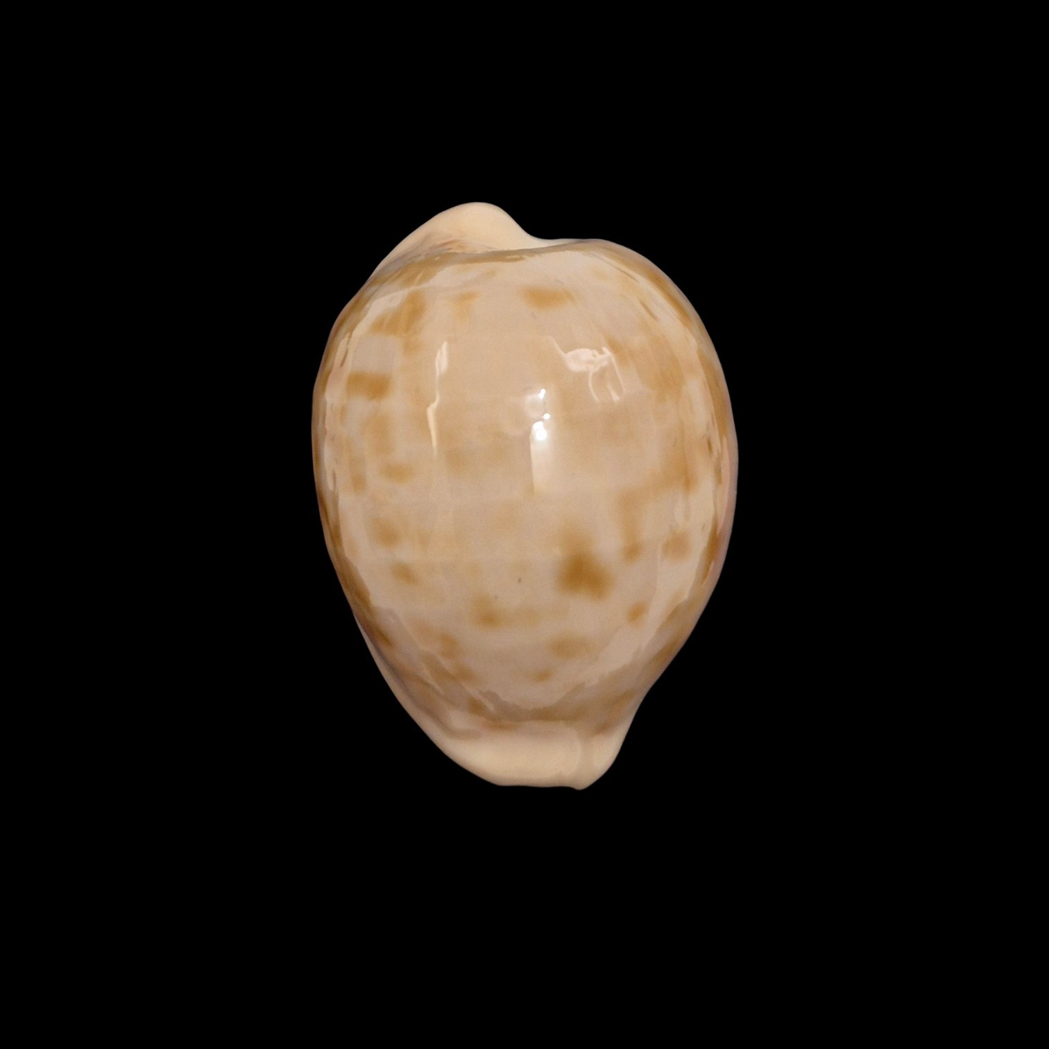BC502 Cypraeovula castanea latebrosa