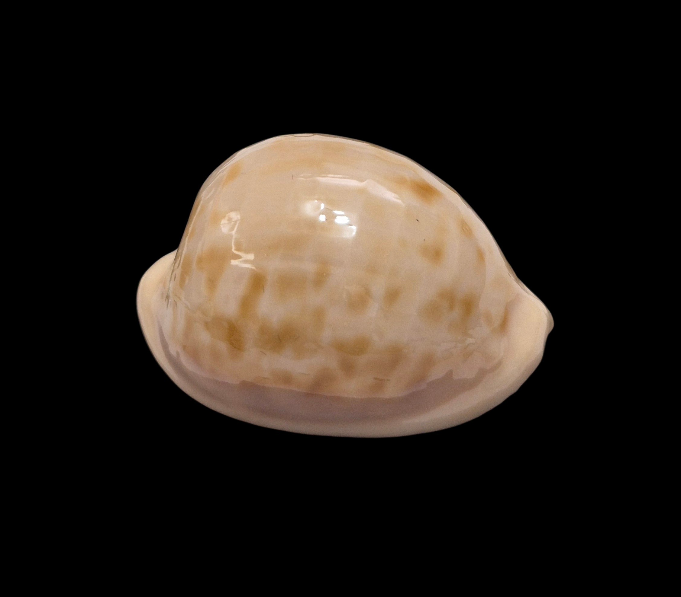 BC502 Cypraeovula castanea latebrosa - Image 2