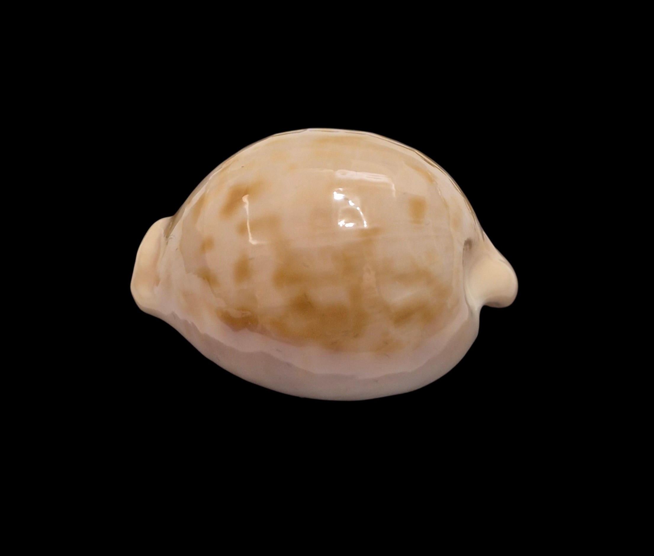 BC502 Cypraeovula castanea latebrosa - Image 3