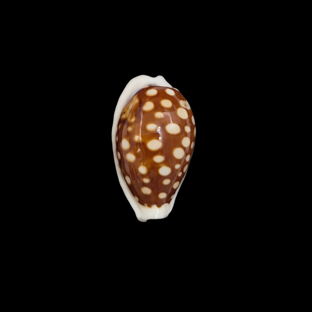 BC510 Cribrarula exmouthensis