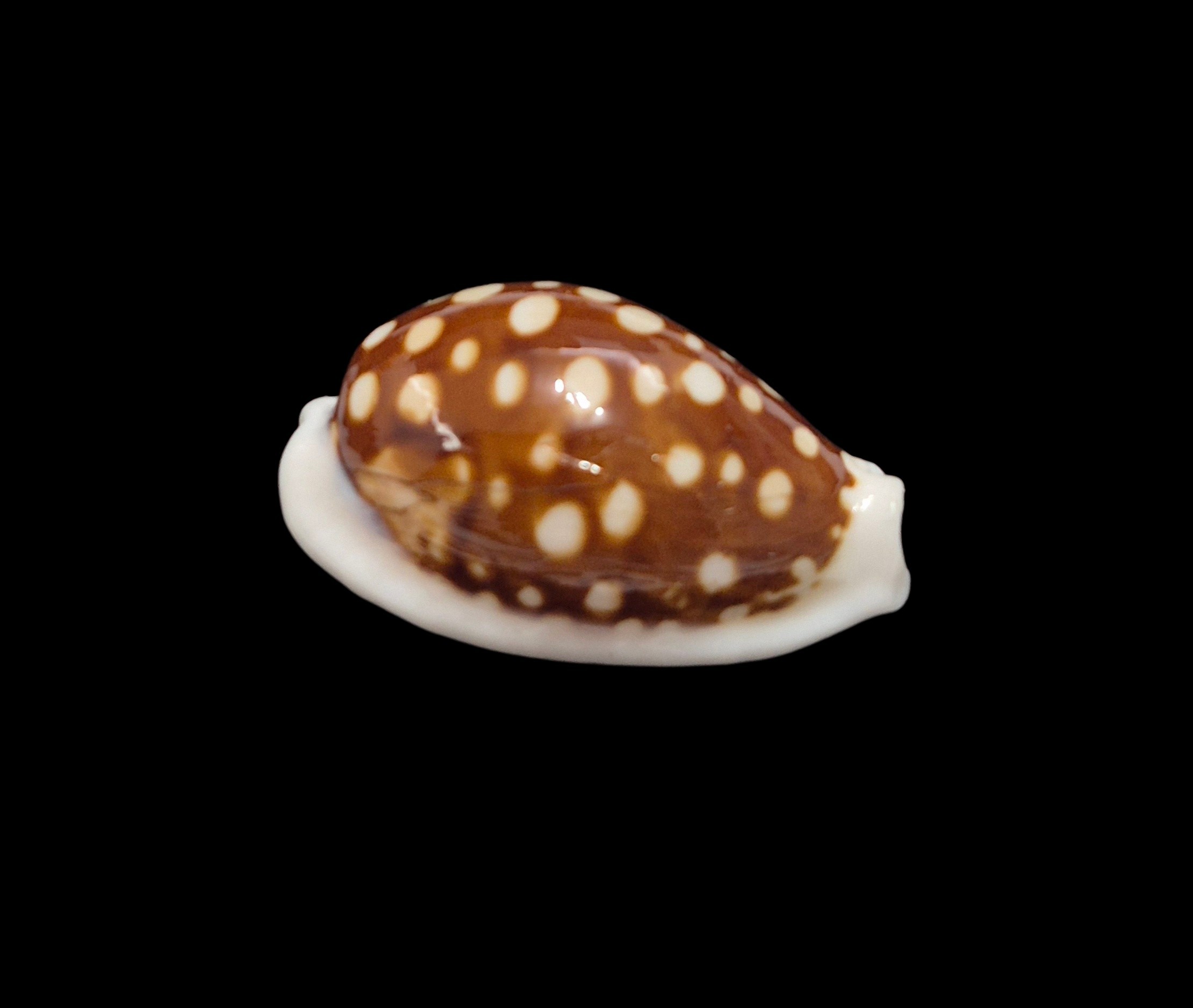 BC510 Cribrarula exmouthensis - Image 2