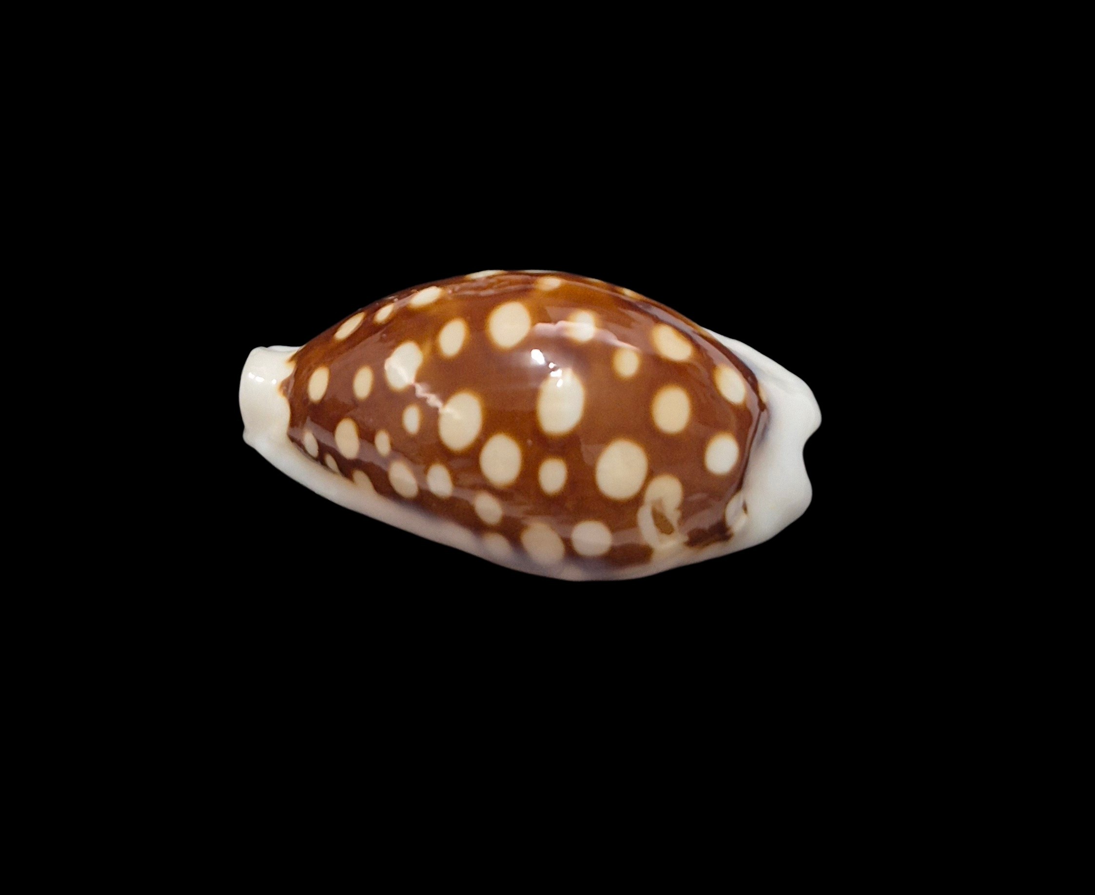 BC510 Cribrarula exmouthensis - Image 3