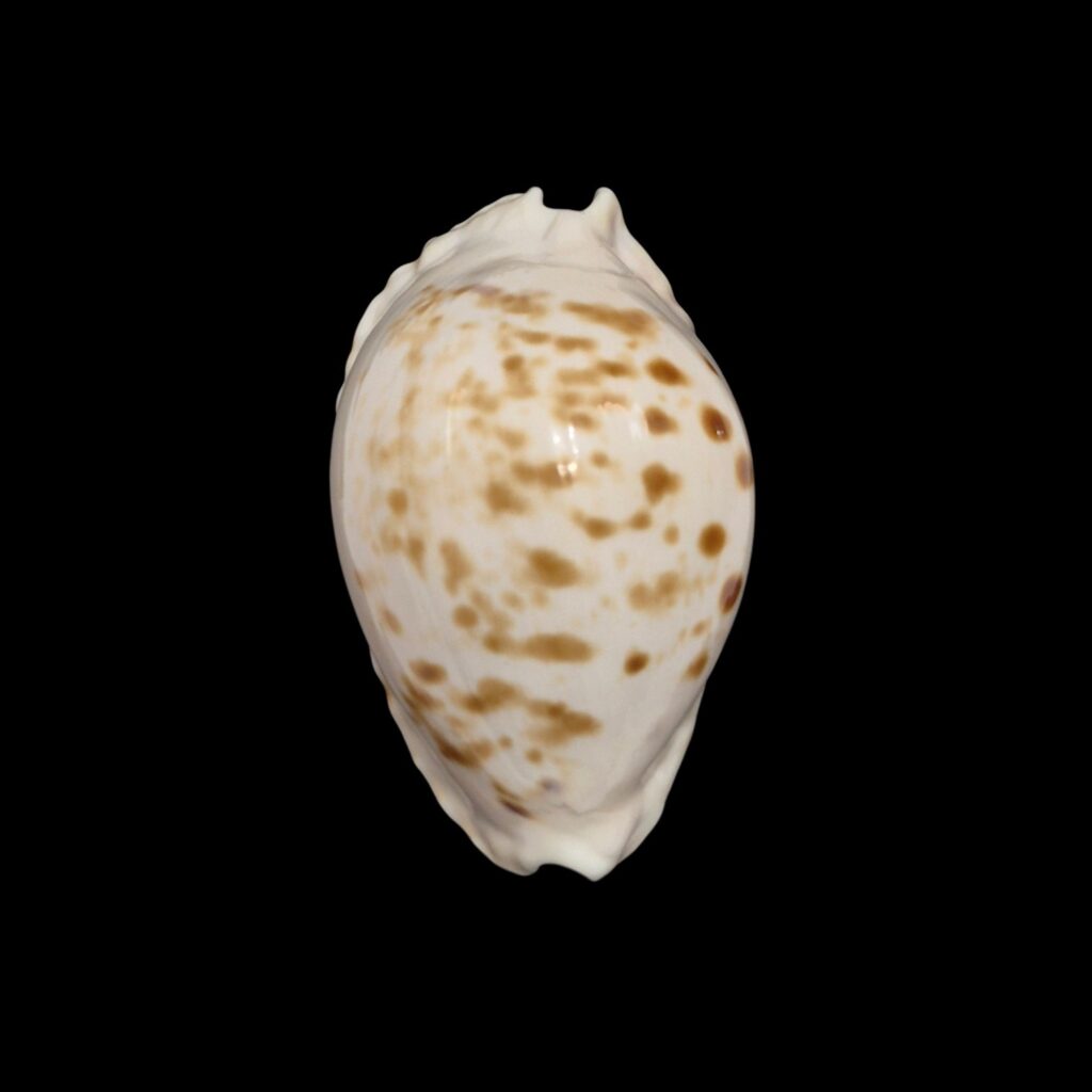 BC122 Zoila marginata orientalis f. raybaudii
