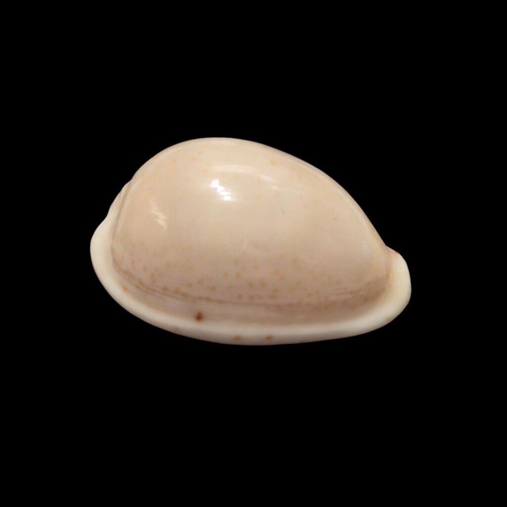 BC587 Notocypraea declivis