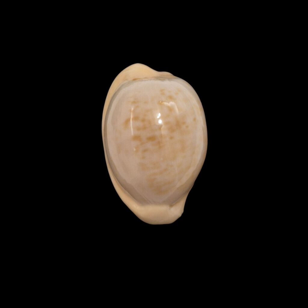 BC493 Cypraeovula fuscorubra