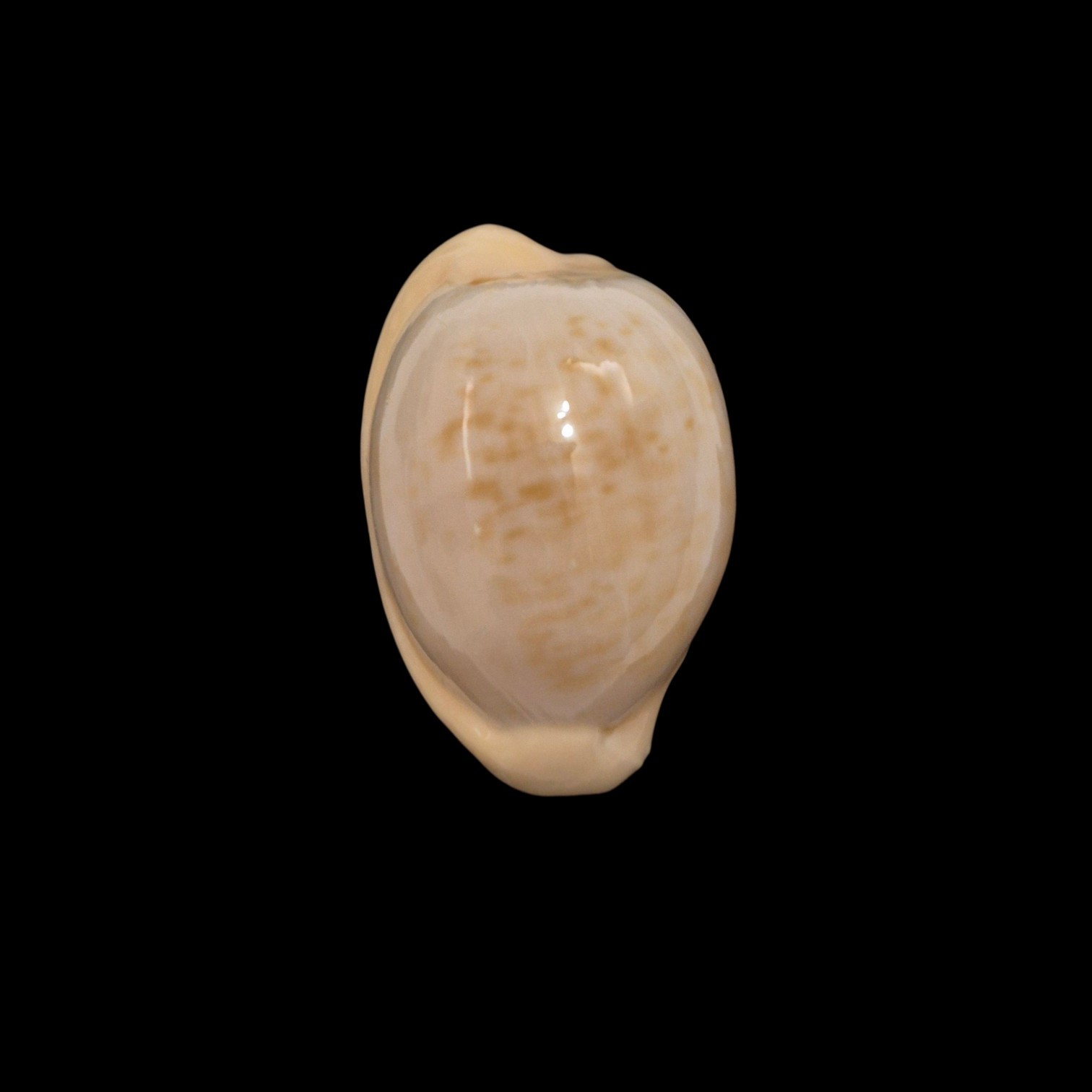 BC493 Cypraeovula fuscorubra