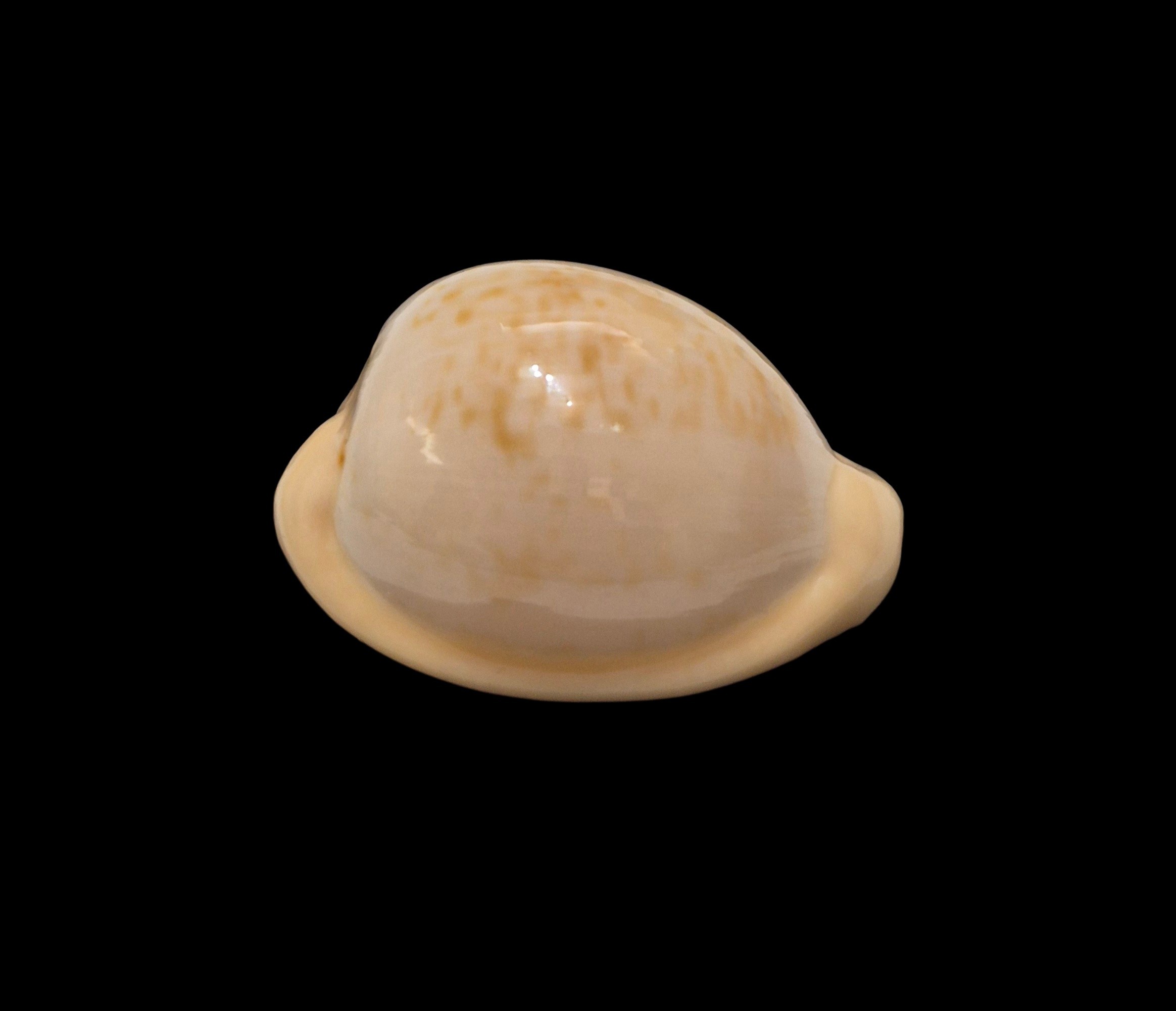 BC493 Cypraeovula fuscorubra - Image 2
