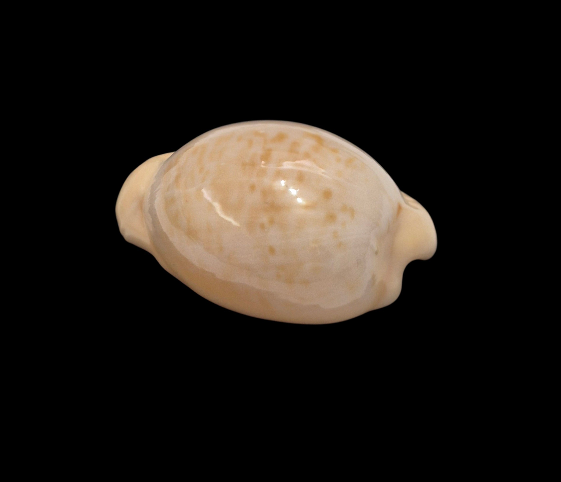 BC493 Cypraeovula fuscorubra - Image 3