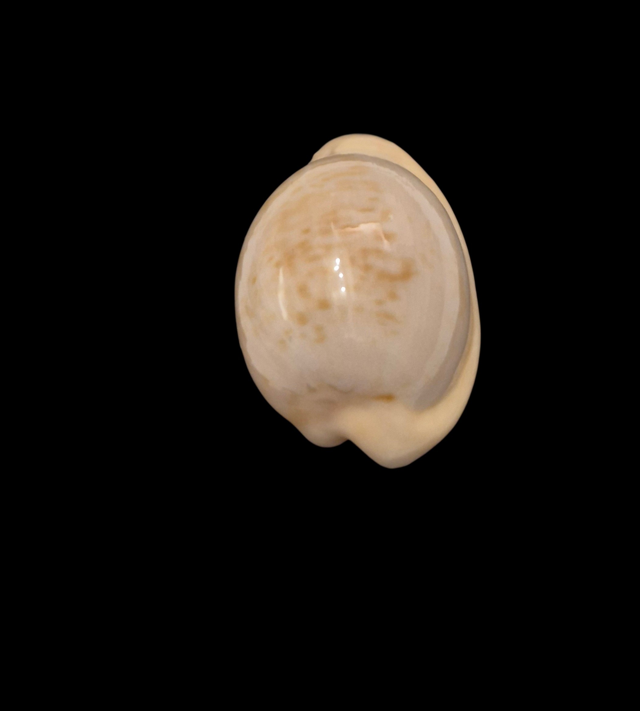 BC493 Cypraeovula fuscorubra - Image 4
