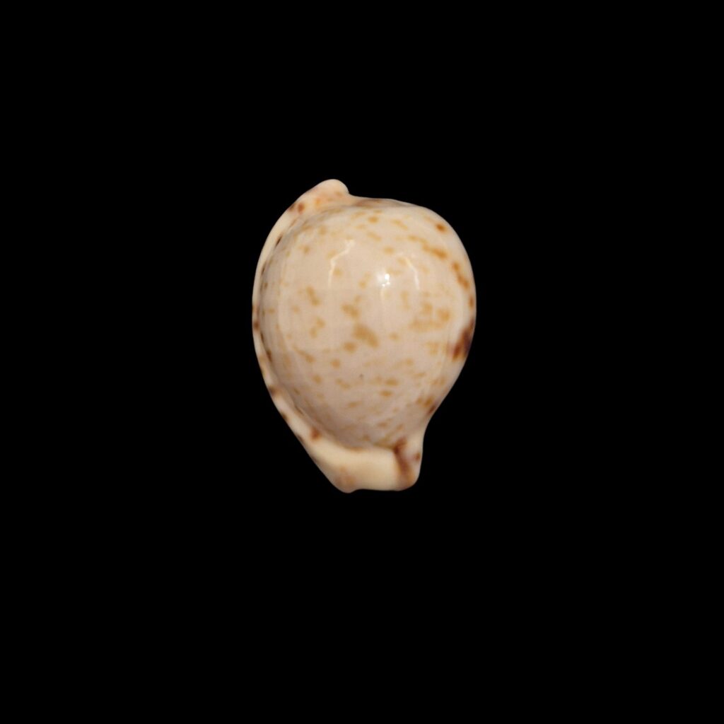 BC334 Cypraeovula permarginata