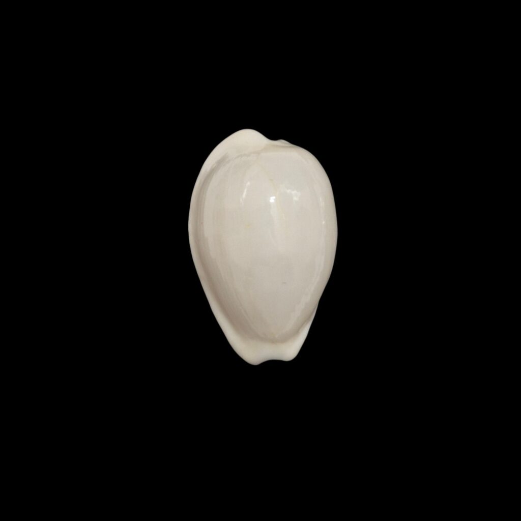 BC586 Notocypraea comptonii casta