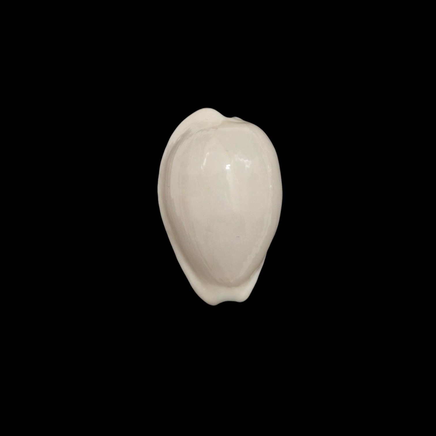 BC586 Notocypraea comptonii casta