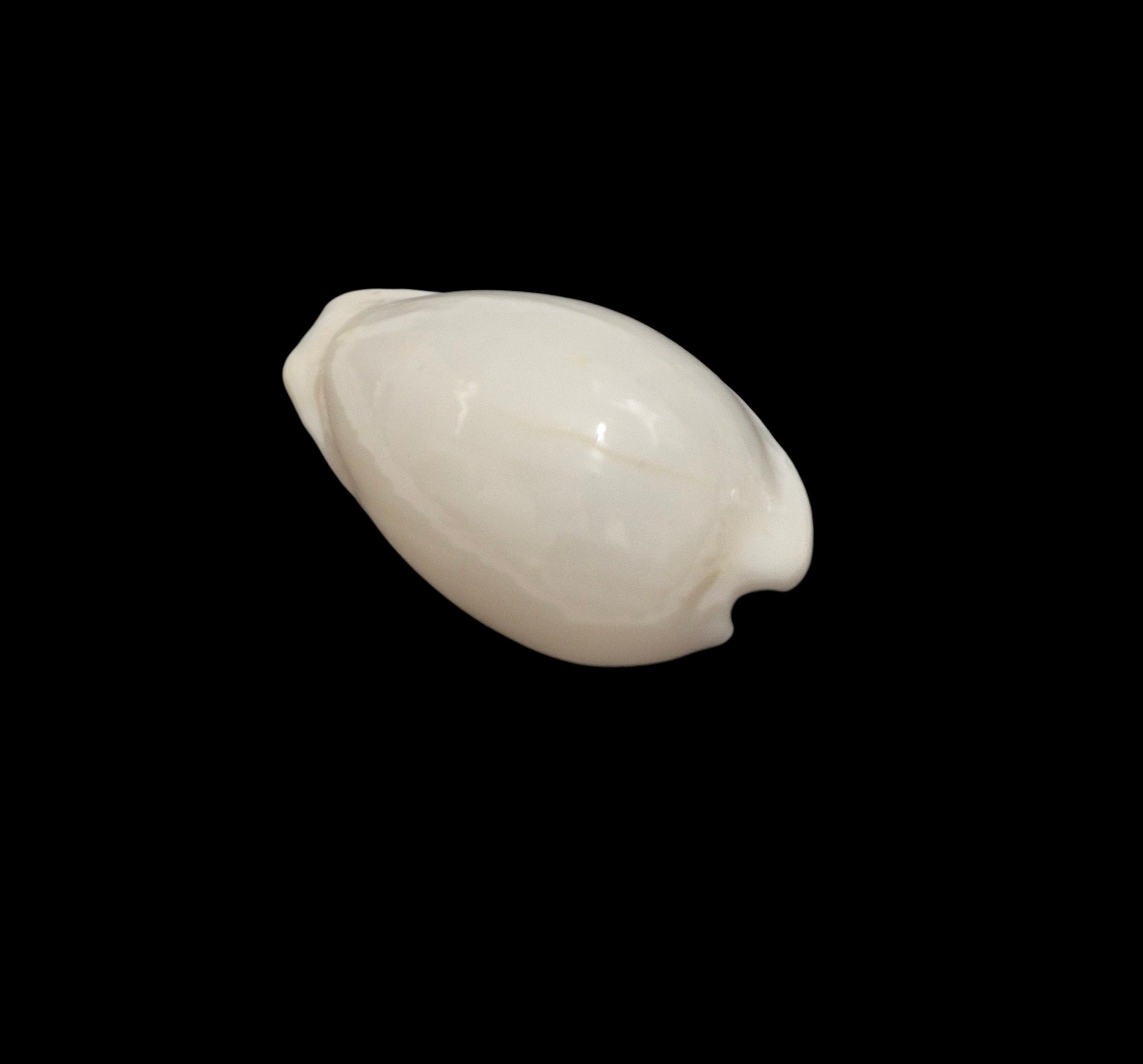 BC586 Notocypraea comptonii casta - Image 3