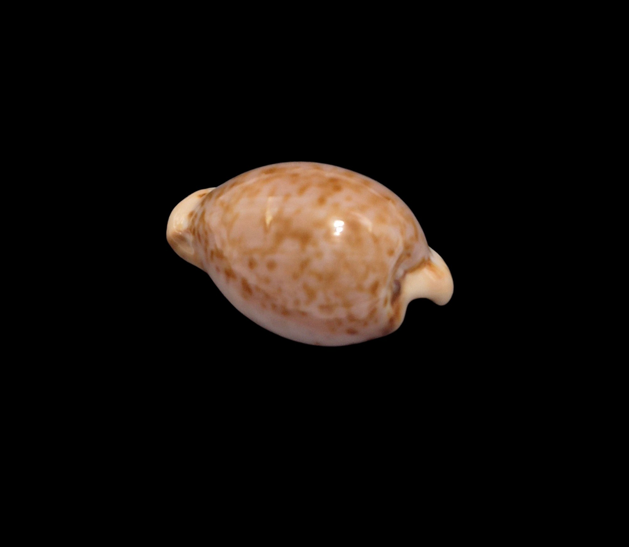 BC557 Cypraeovula mikeharti - GREAT COLORS - Image 3