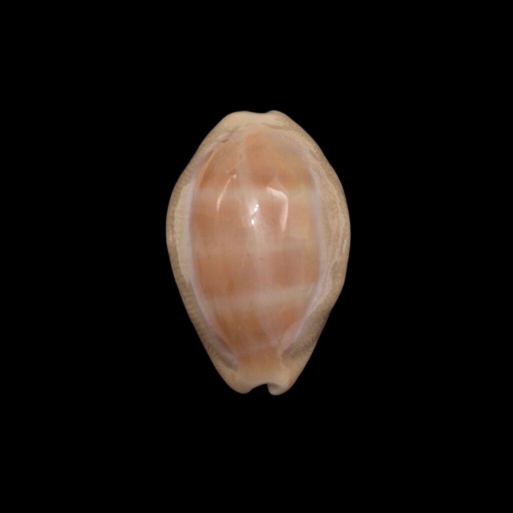 BC596 Lyncina carneola propinqua