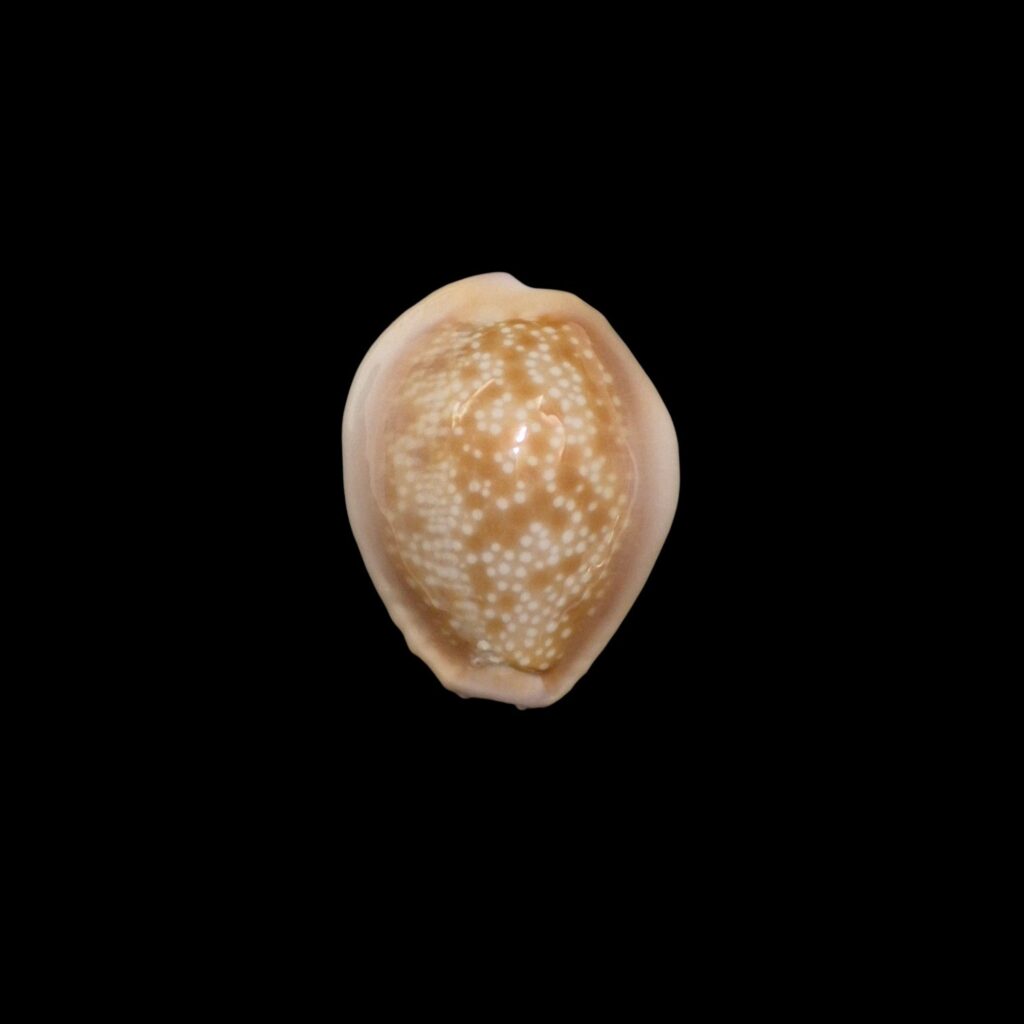 BC594 Naria helvola hawaiiensis