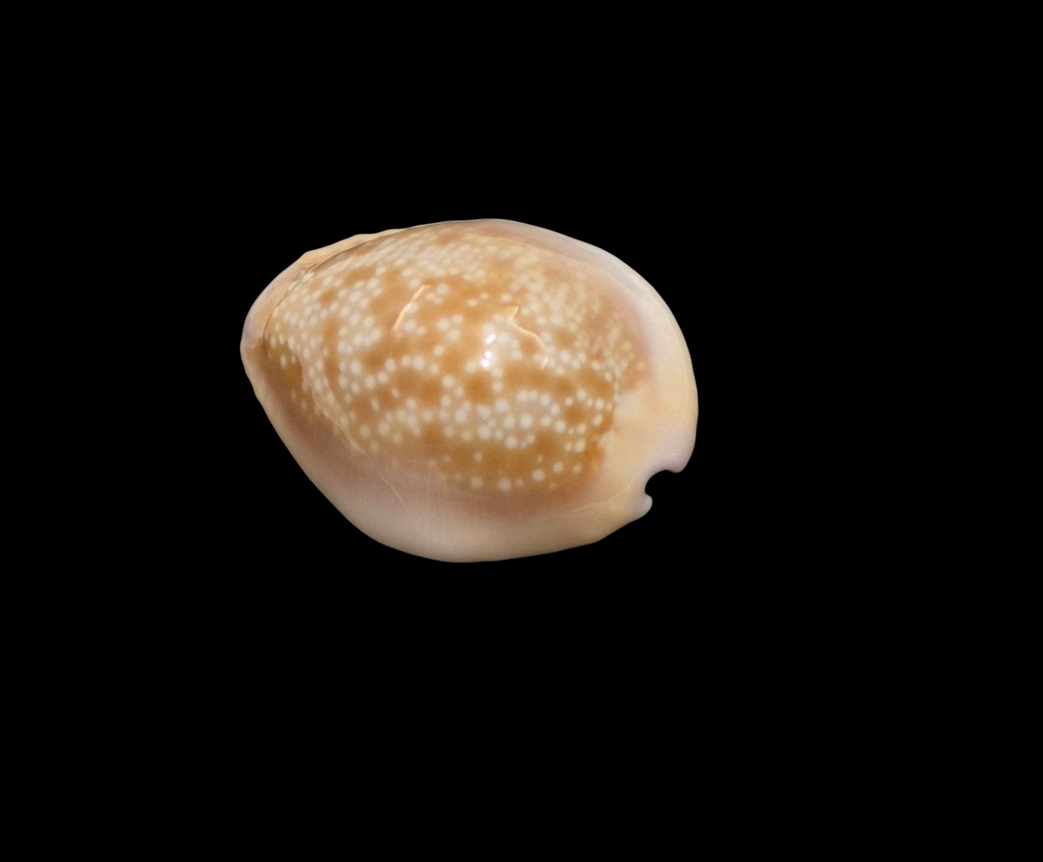 BC594 Naria helvola hawaiiensis - Image 3