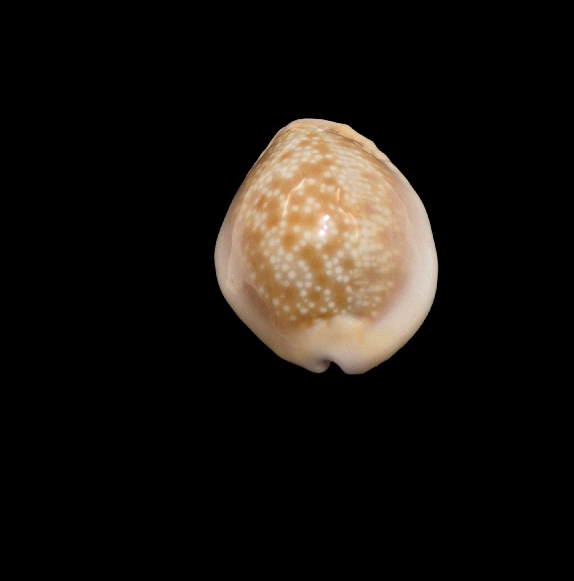 BC594 Naria helvola hawaiiensis - Image 4
