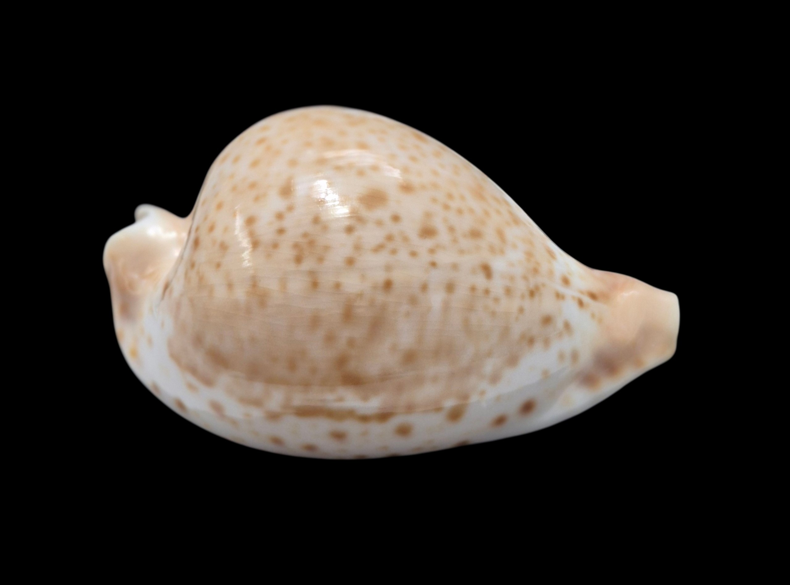 BC589 Umbilia hesitata - SELECTED - Image 2