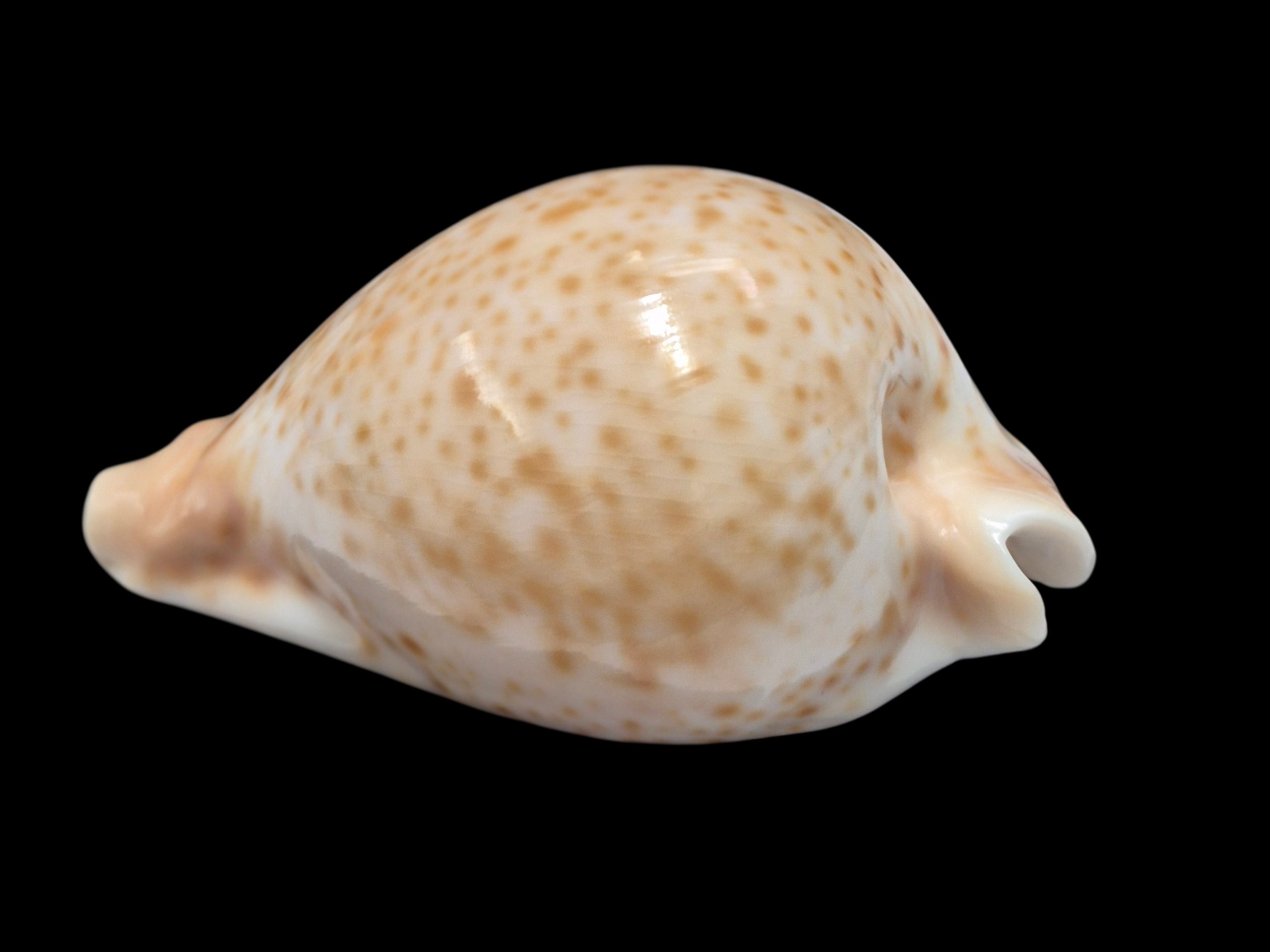 BC589 Umbilia hesitata - SELECTED - Image 3
