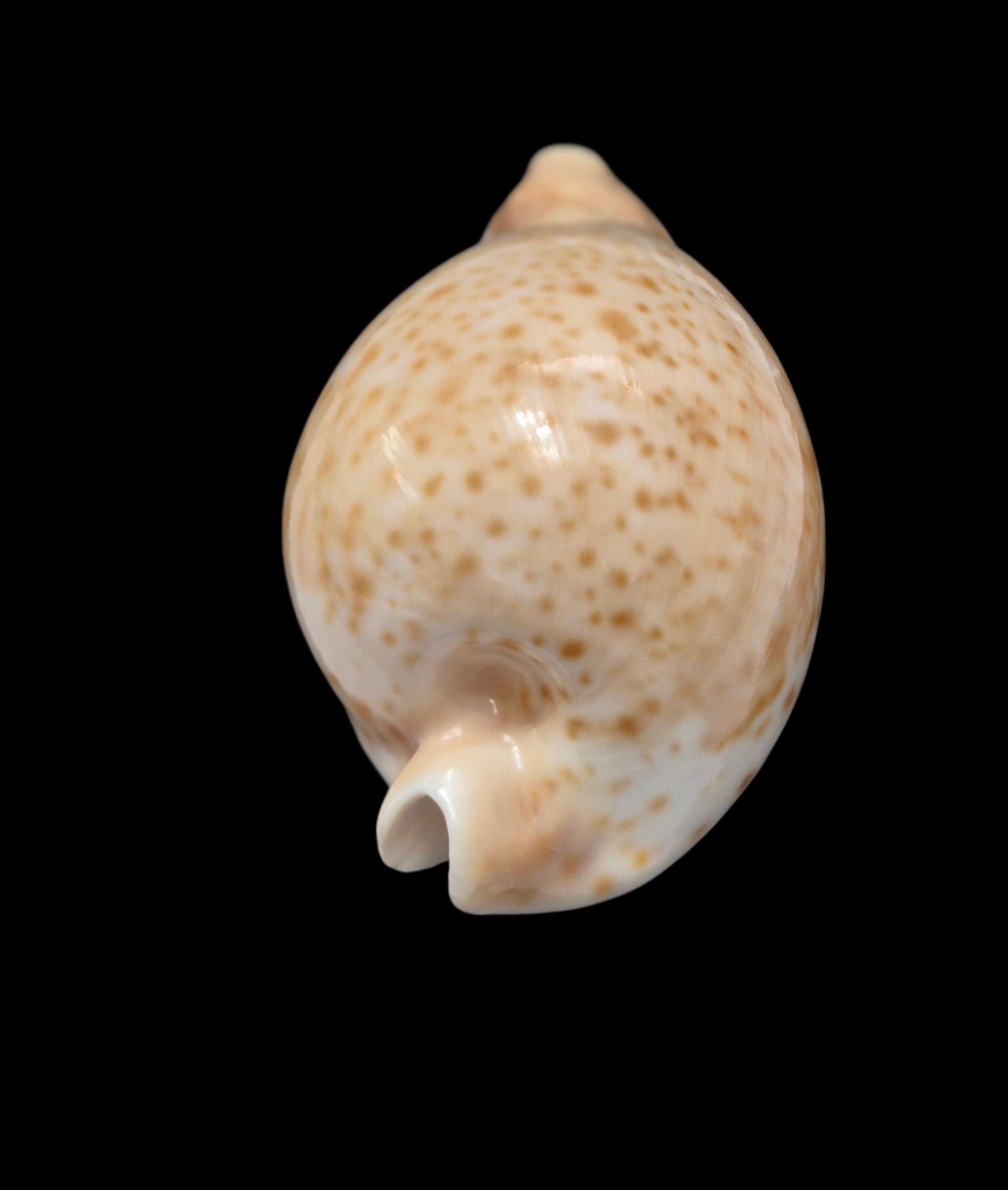 BC589 Umbilia hesitata - SELECTED - Image 4