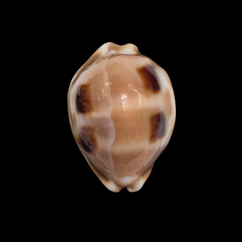 BC379 Luria tessellata - HUGE and HEAVY