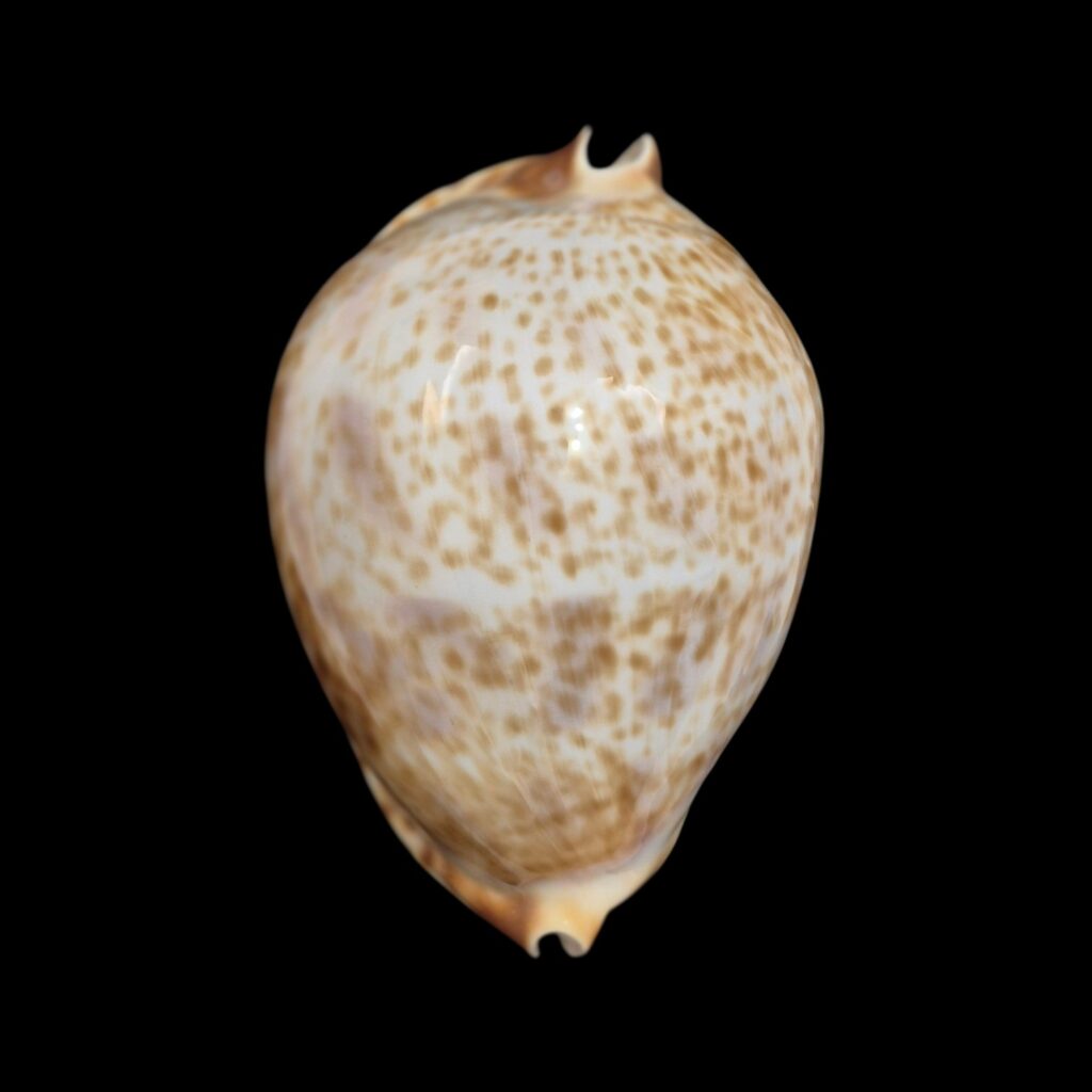 BC582 Zoila vercoi lentiginosa - GREAT PATTERN