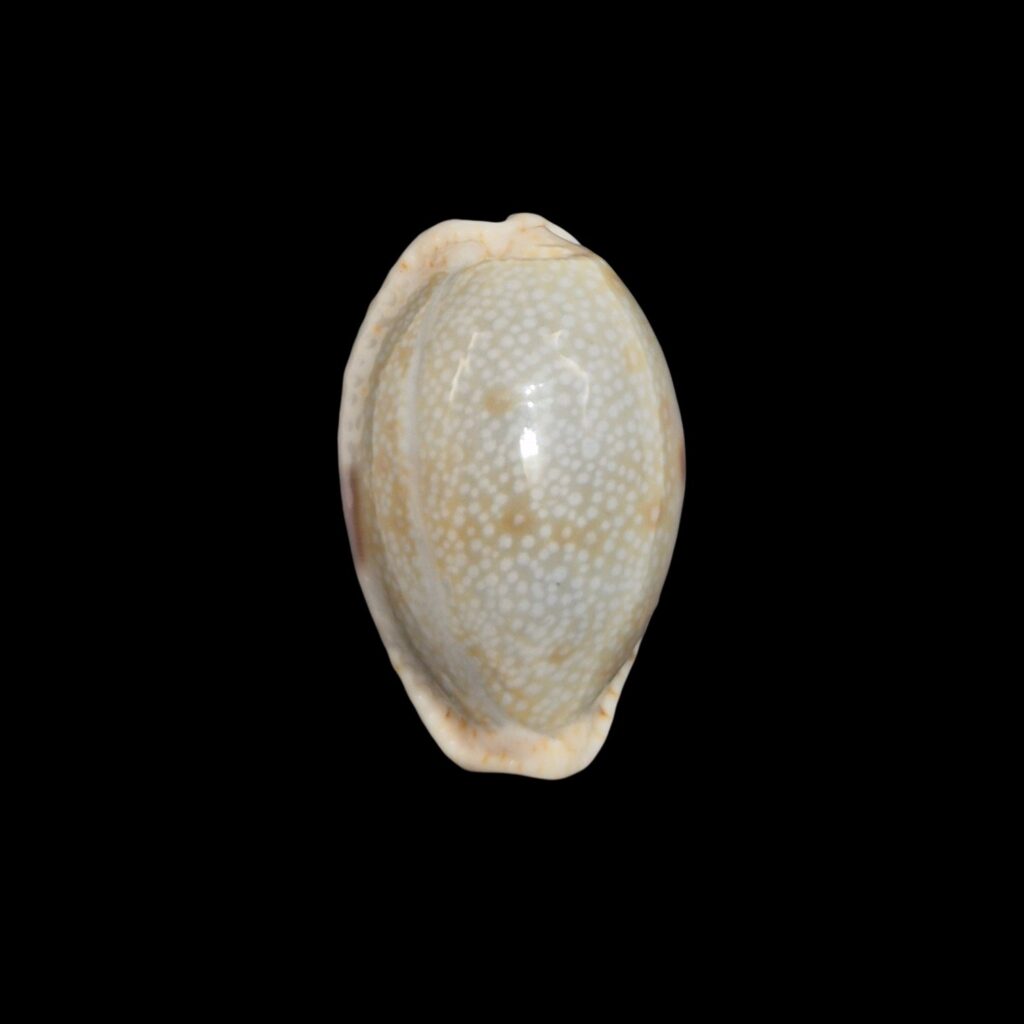 BC146 Naria erosa - BLUE FORM