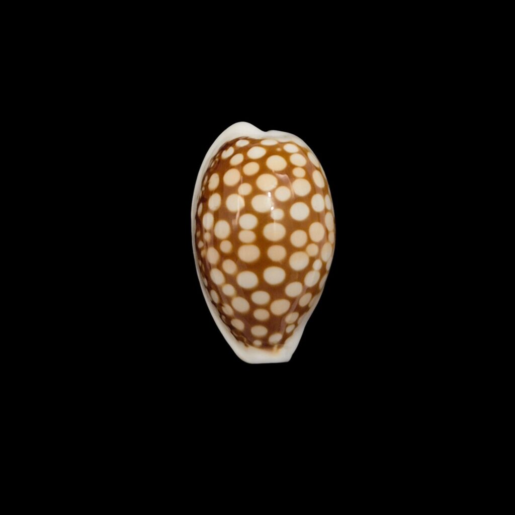 BC196 Cribrarula comma setepausensis
