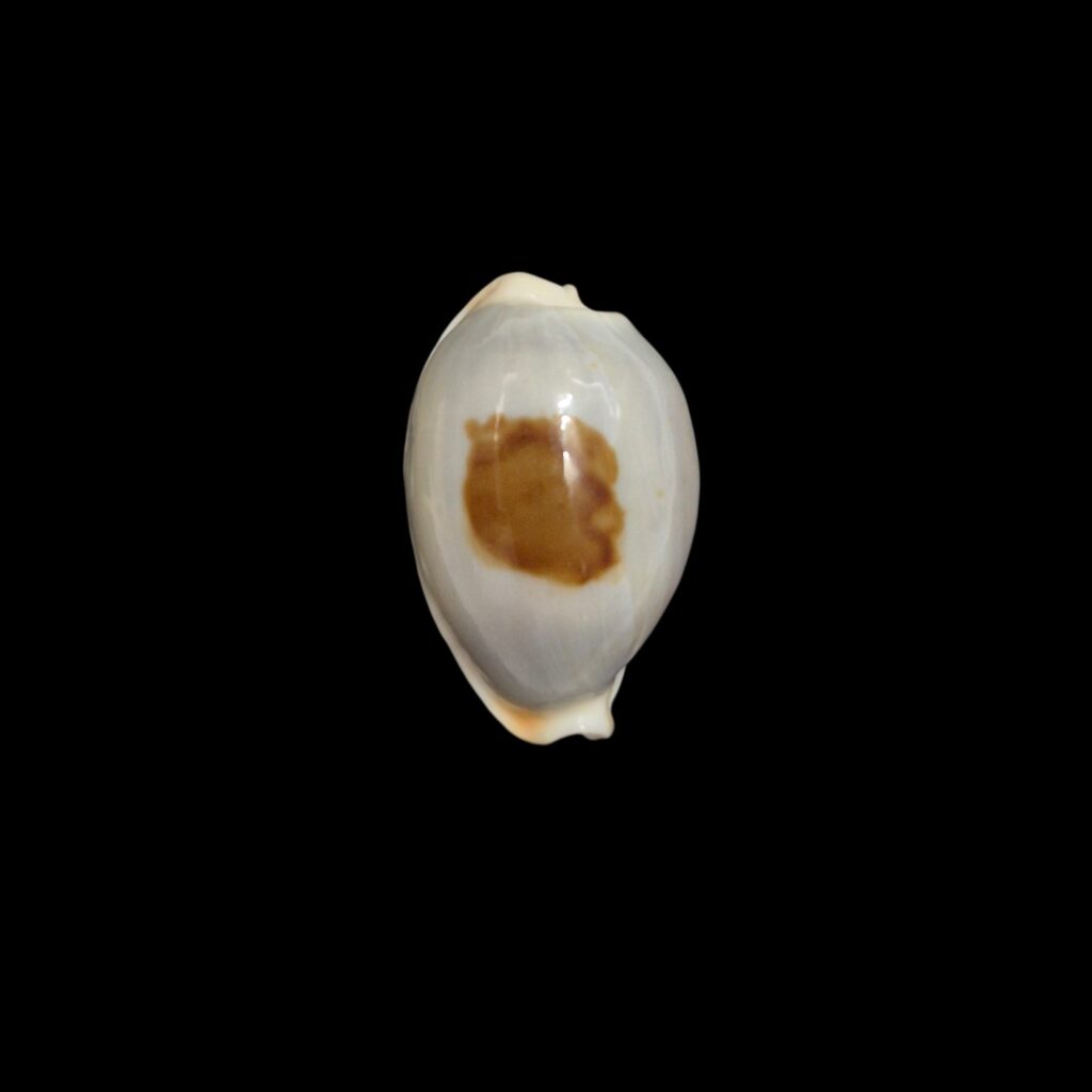 BC577 Bistolida brevidentata fluctuans