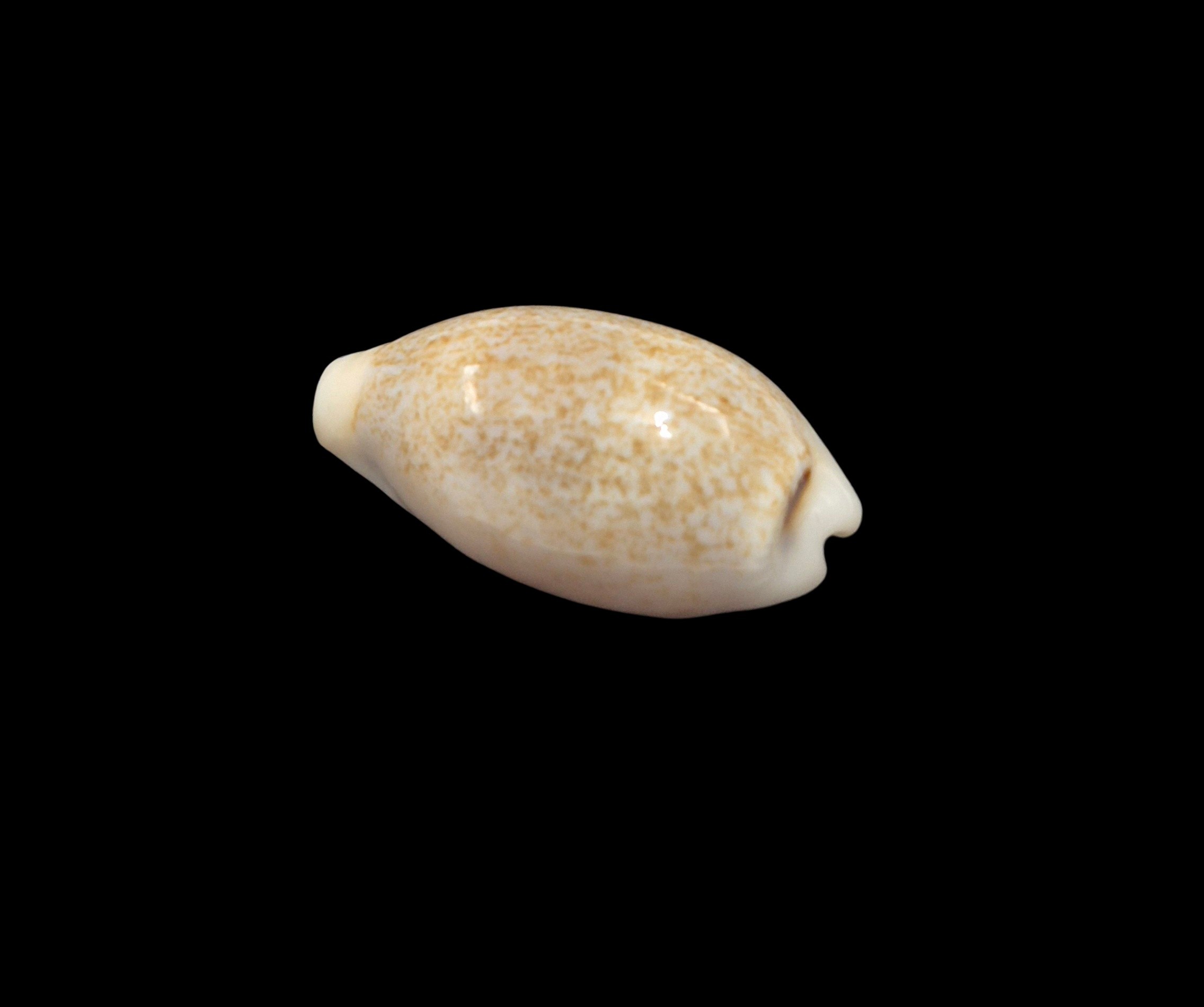 BC544 Eclogavena luchuana - Image 3