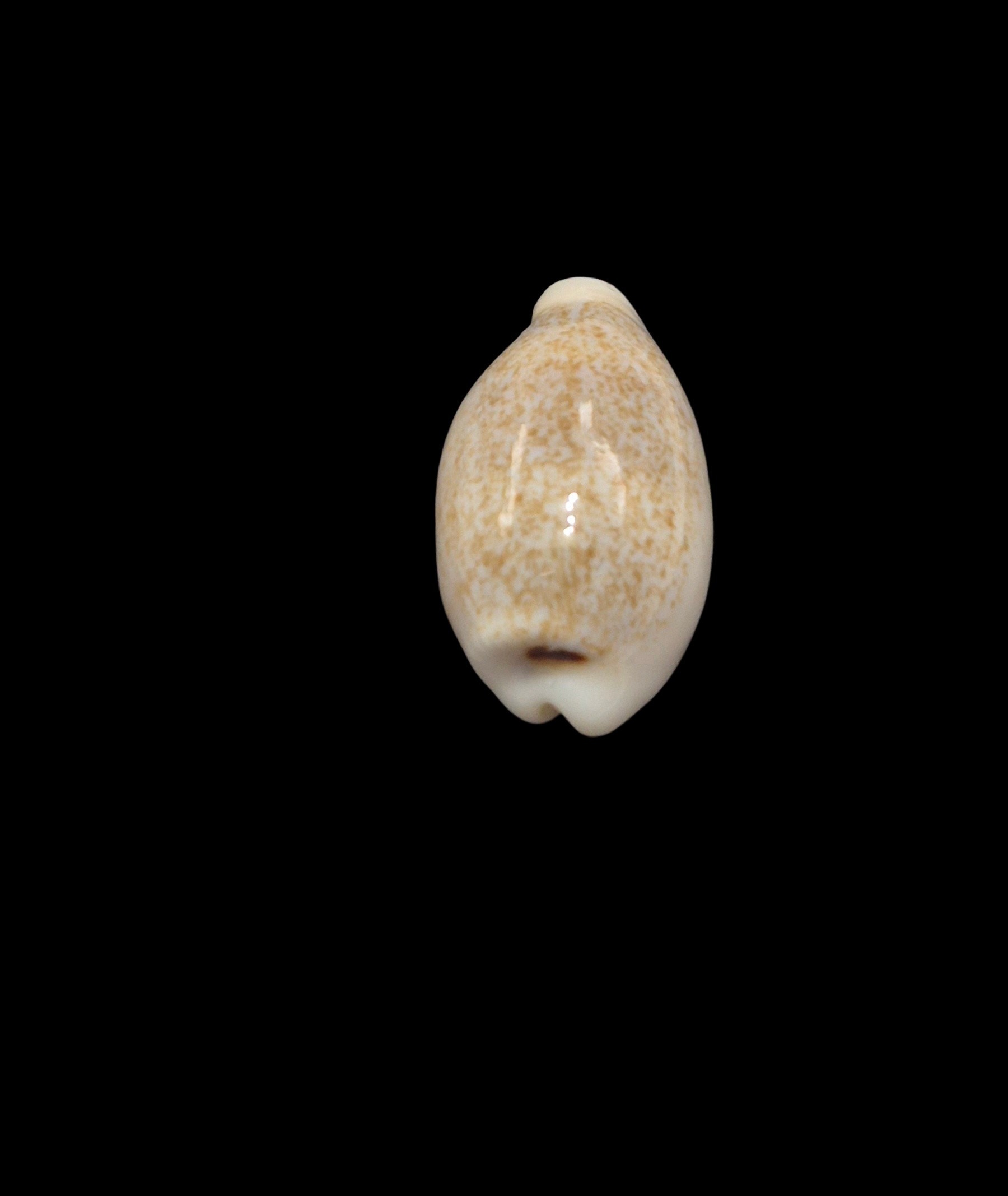 BC544 Eclogavena luchuana - Image 4