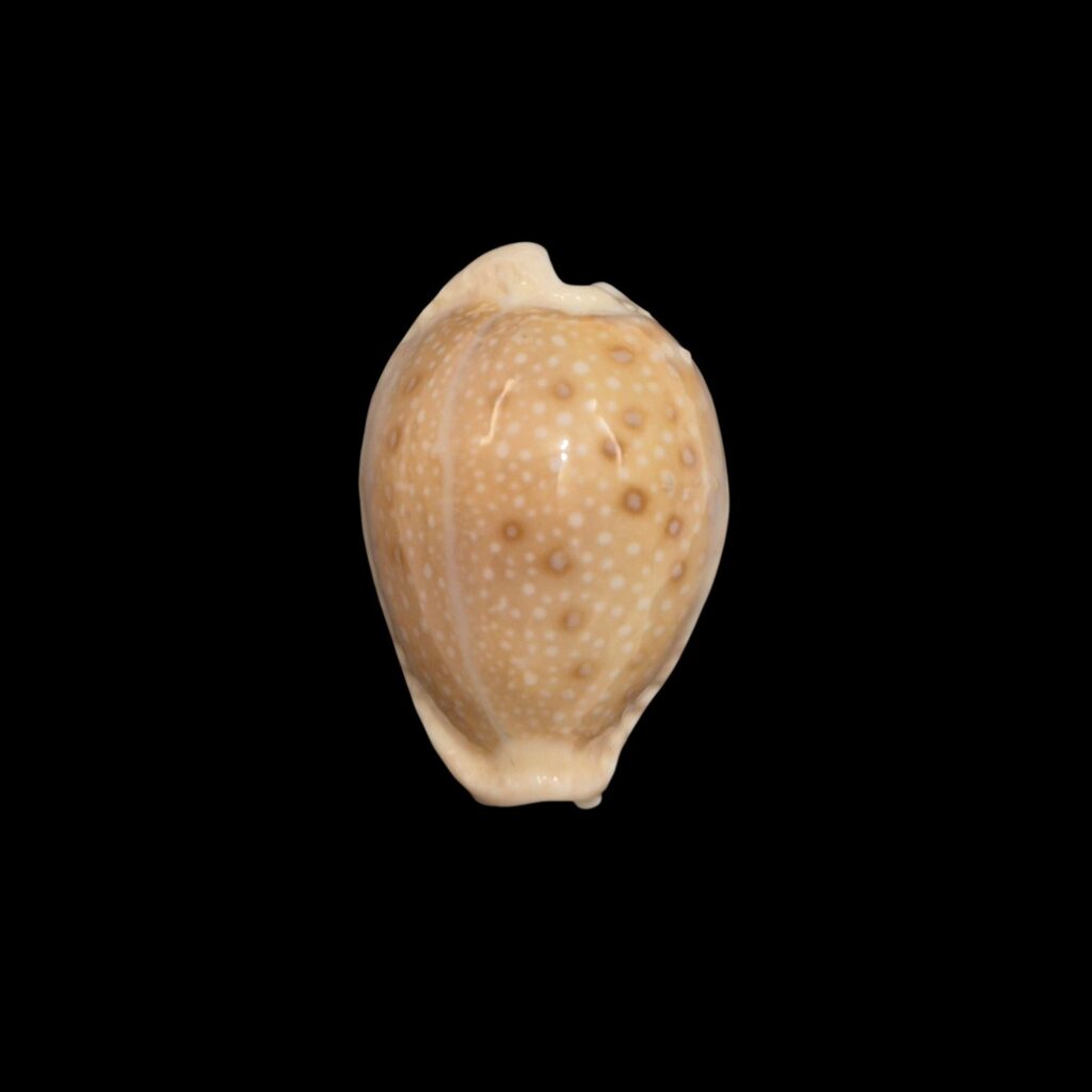 BC439 Naria marginalis melocellata