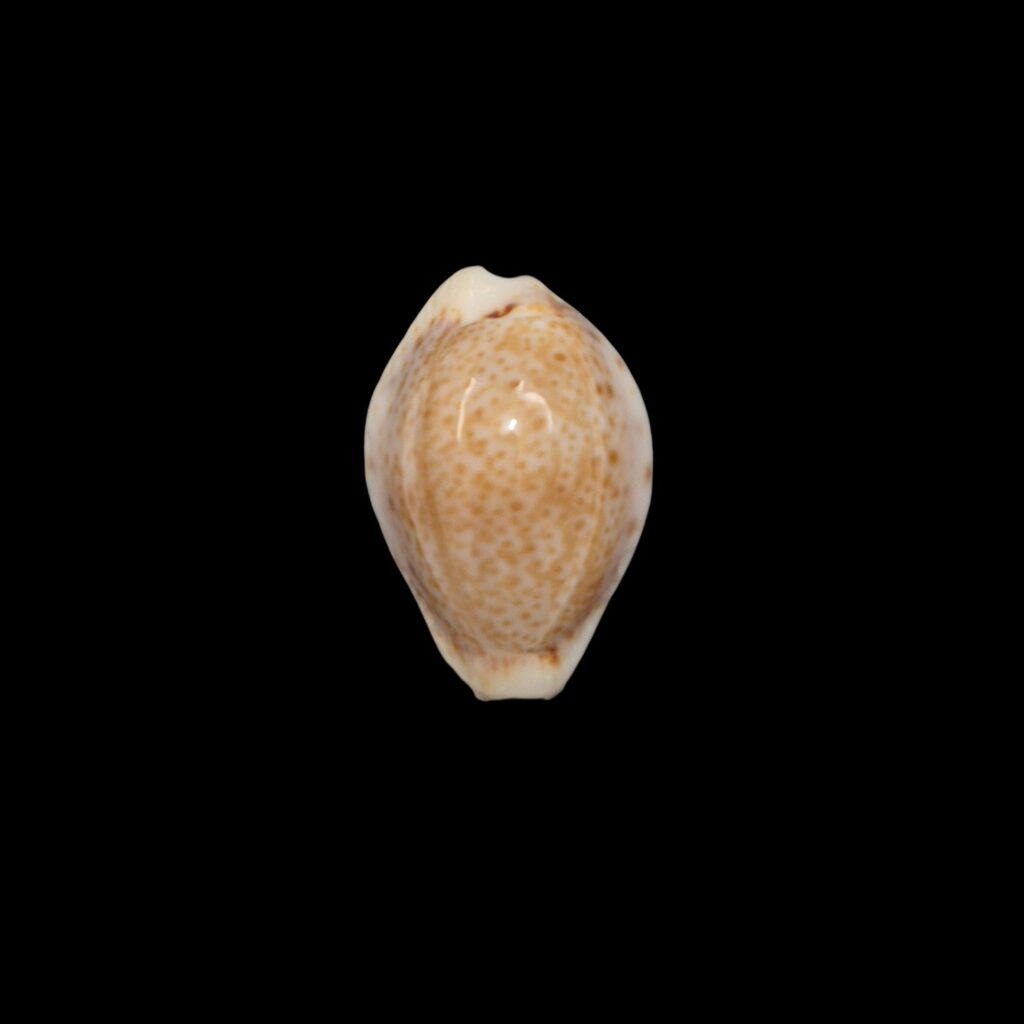 BC231 Naria spurca sanctaehelenae - SELECTED