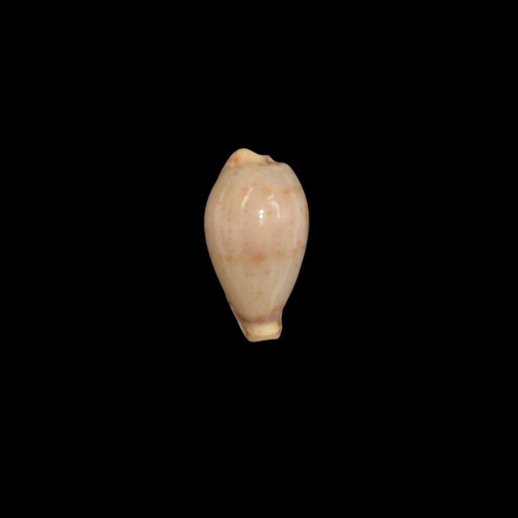 BC388 Palmulacypraea boucheti - LIVE TAKEN