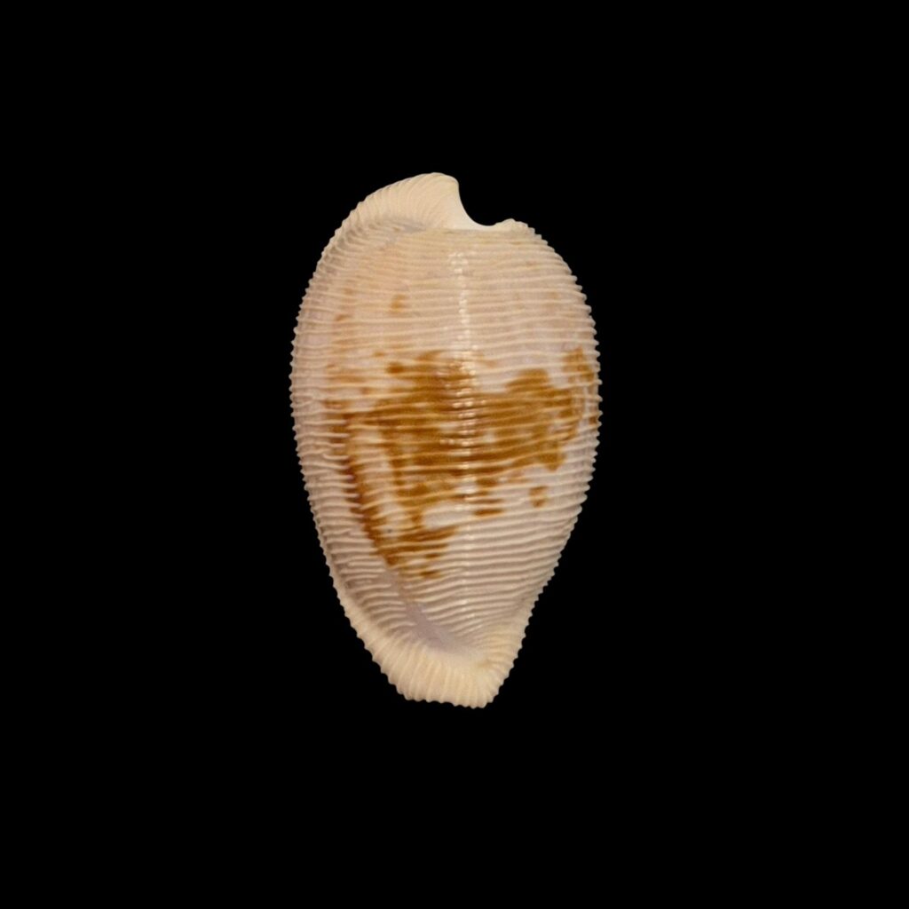 BC264 Cypraeovula capensis