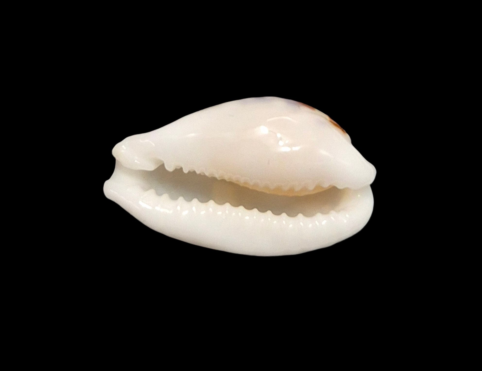BC510 Cribrarula exmouthensis - Image 5