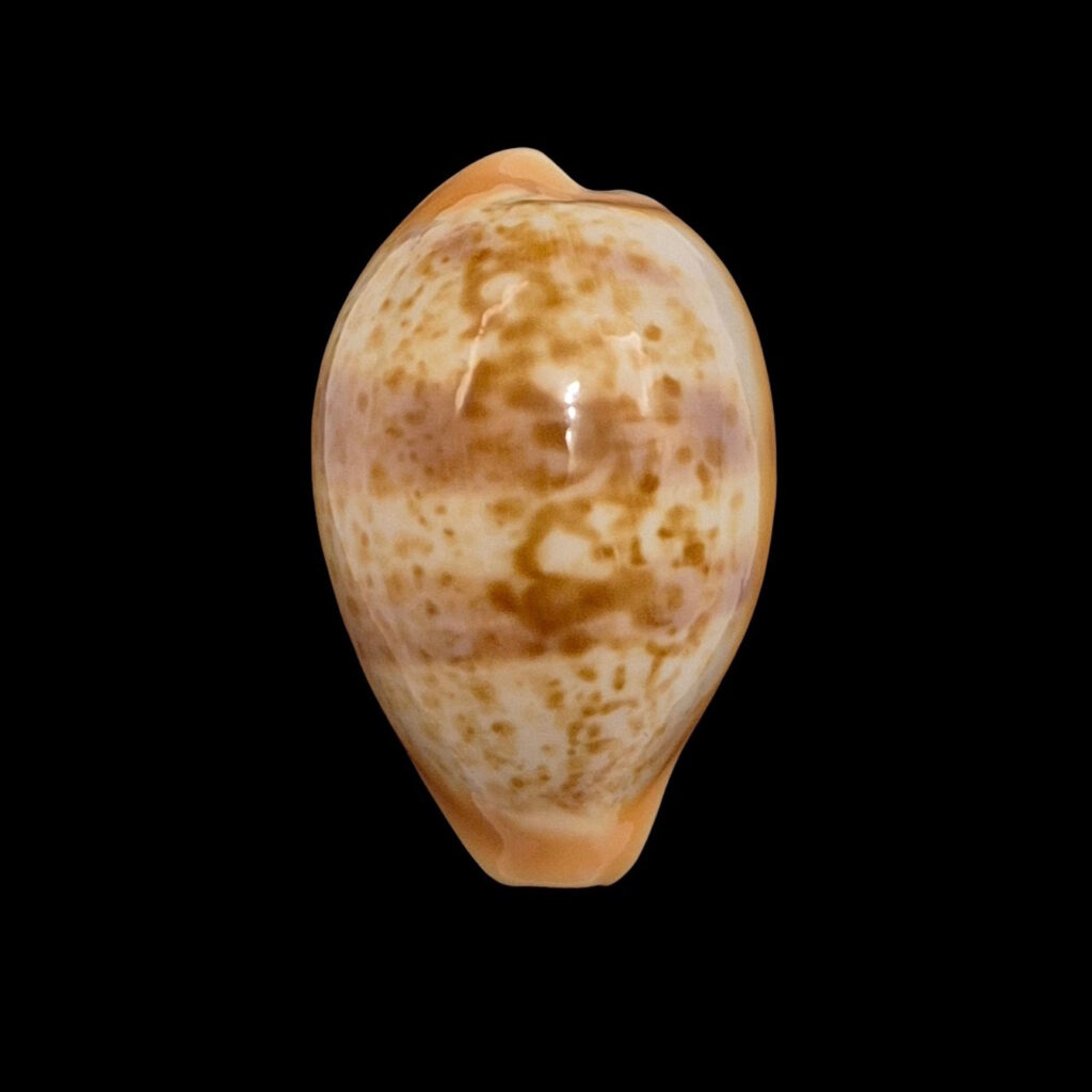 BC464 Schilderina achatidea - MEDITERRANEAN SEA