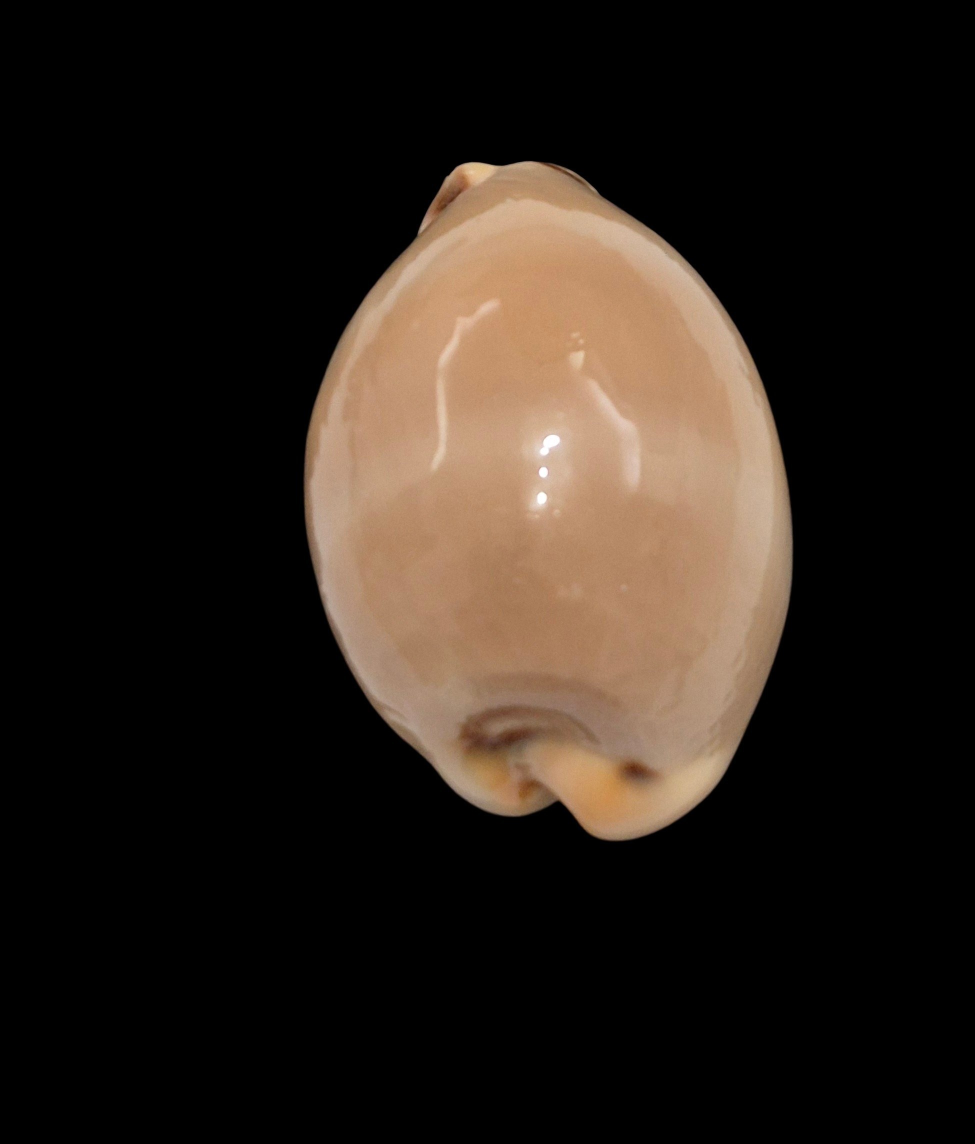 BC491 Luria lurida - Image 4