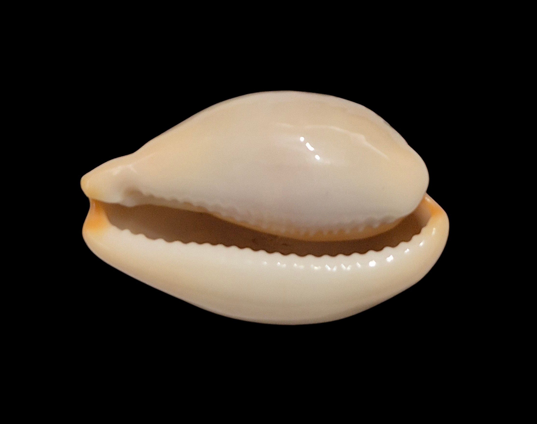 BC491 Luria lurida - Image 5