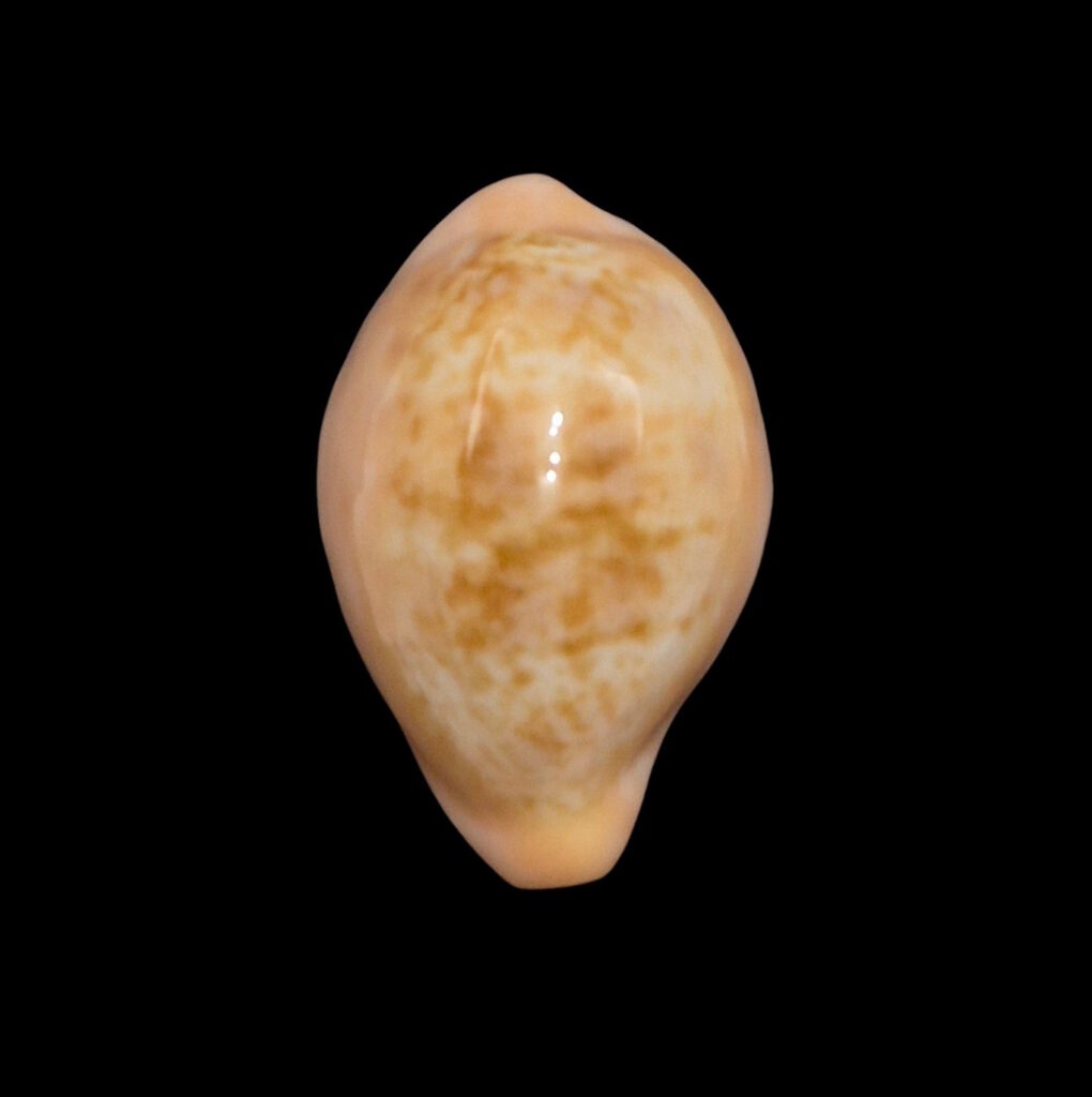 BC008 Zonaria angelicae petiformis