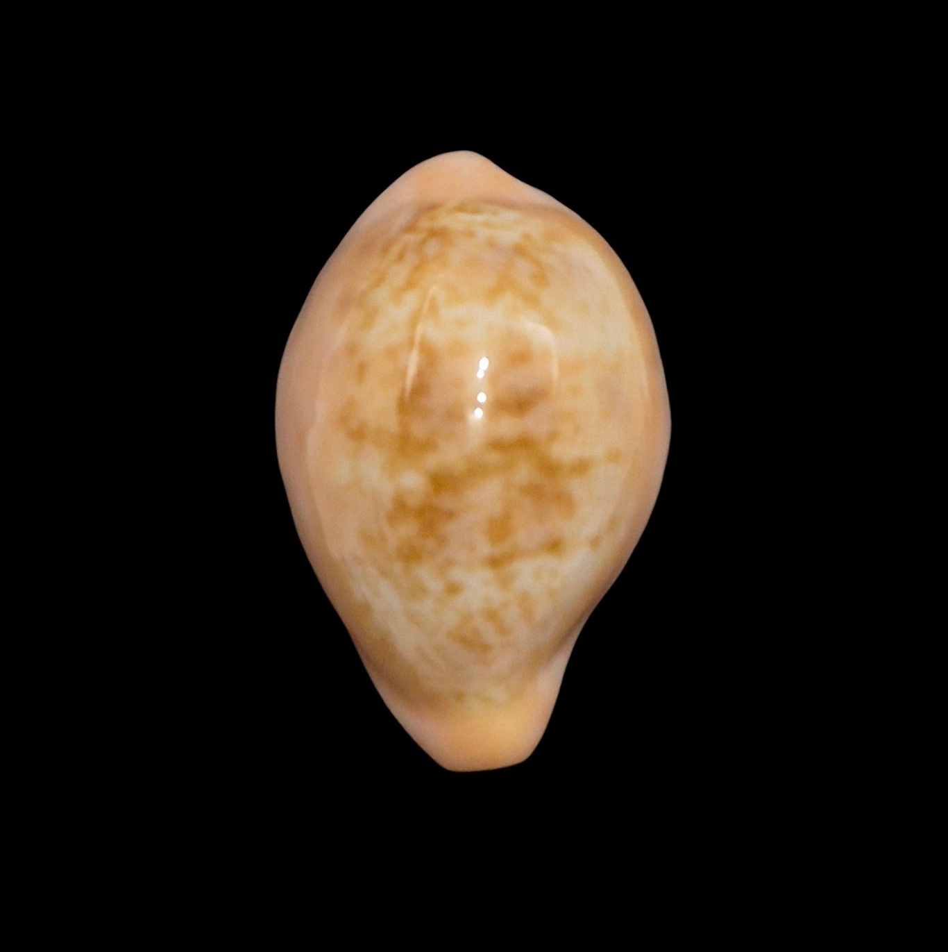 BC008 Zonaria angelicae petiformis