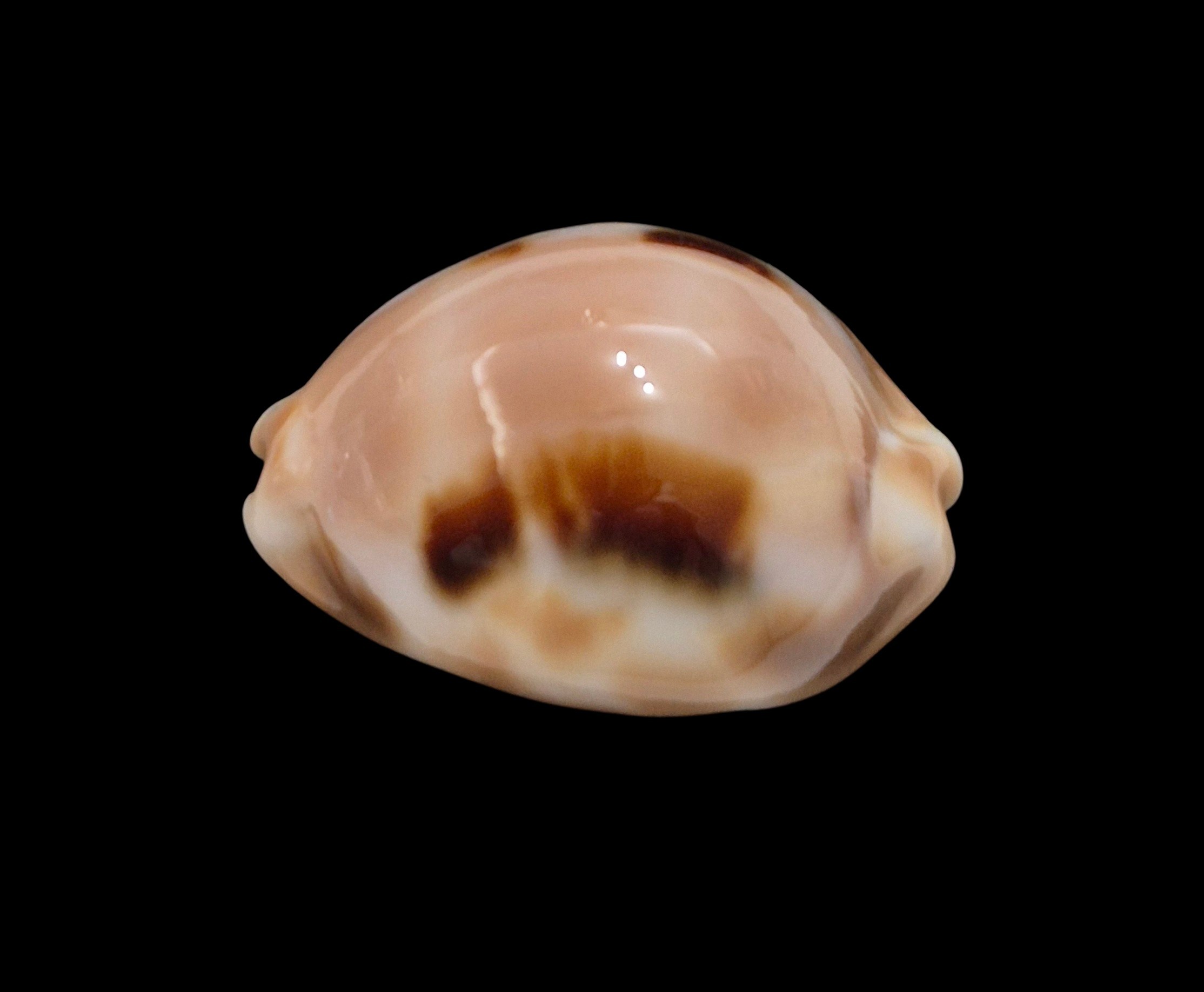 BC003 Luria tessellata - Image 3