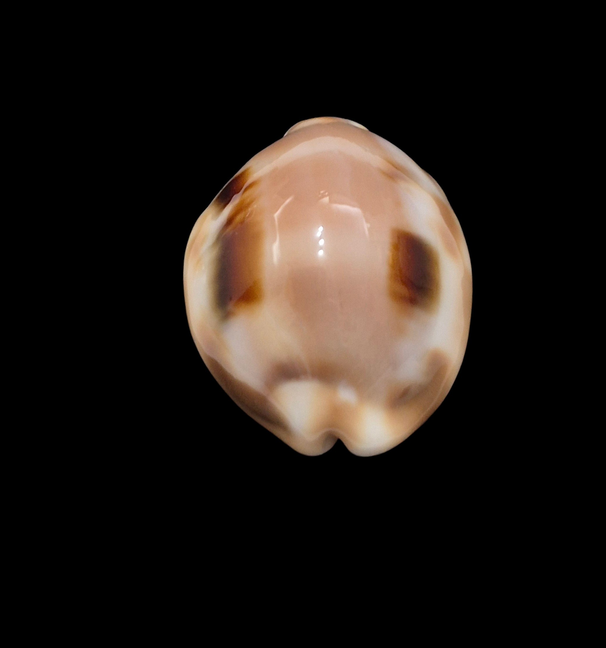 BC003 Luria tessellata - Image 4