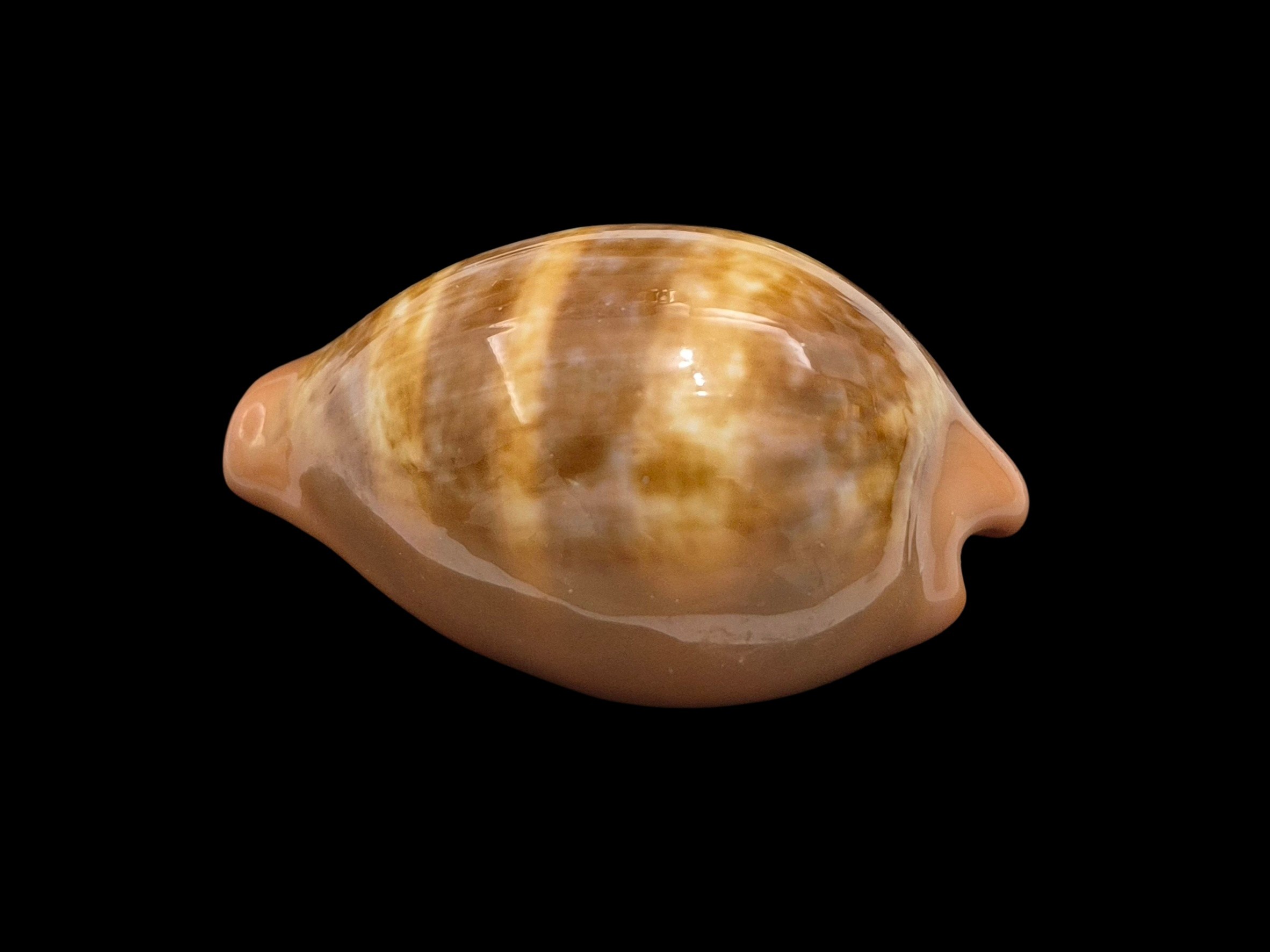 BC608 Zonaria pyrum - BIG SIZE - Image 3