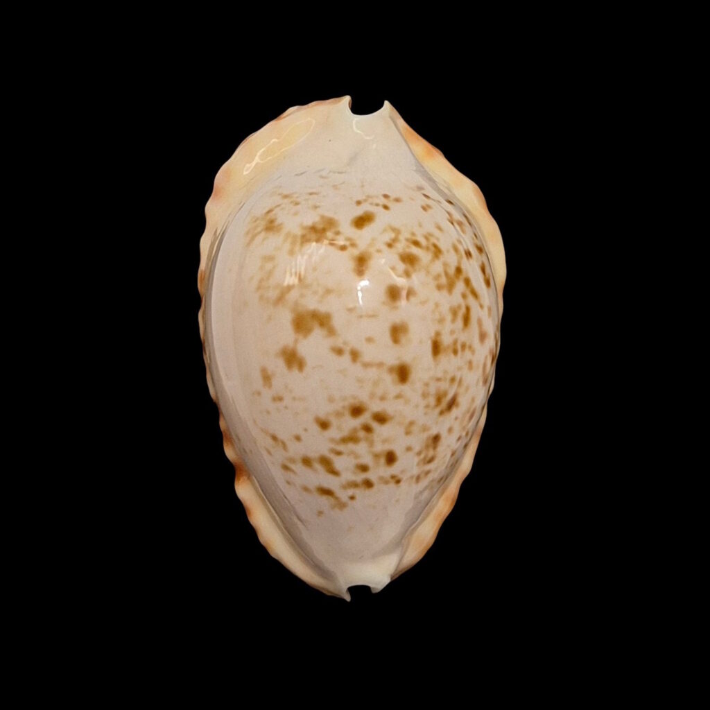 BC004 Zoila ketyana zuytdorpensis