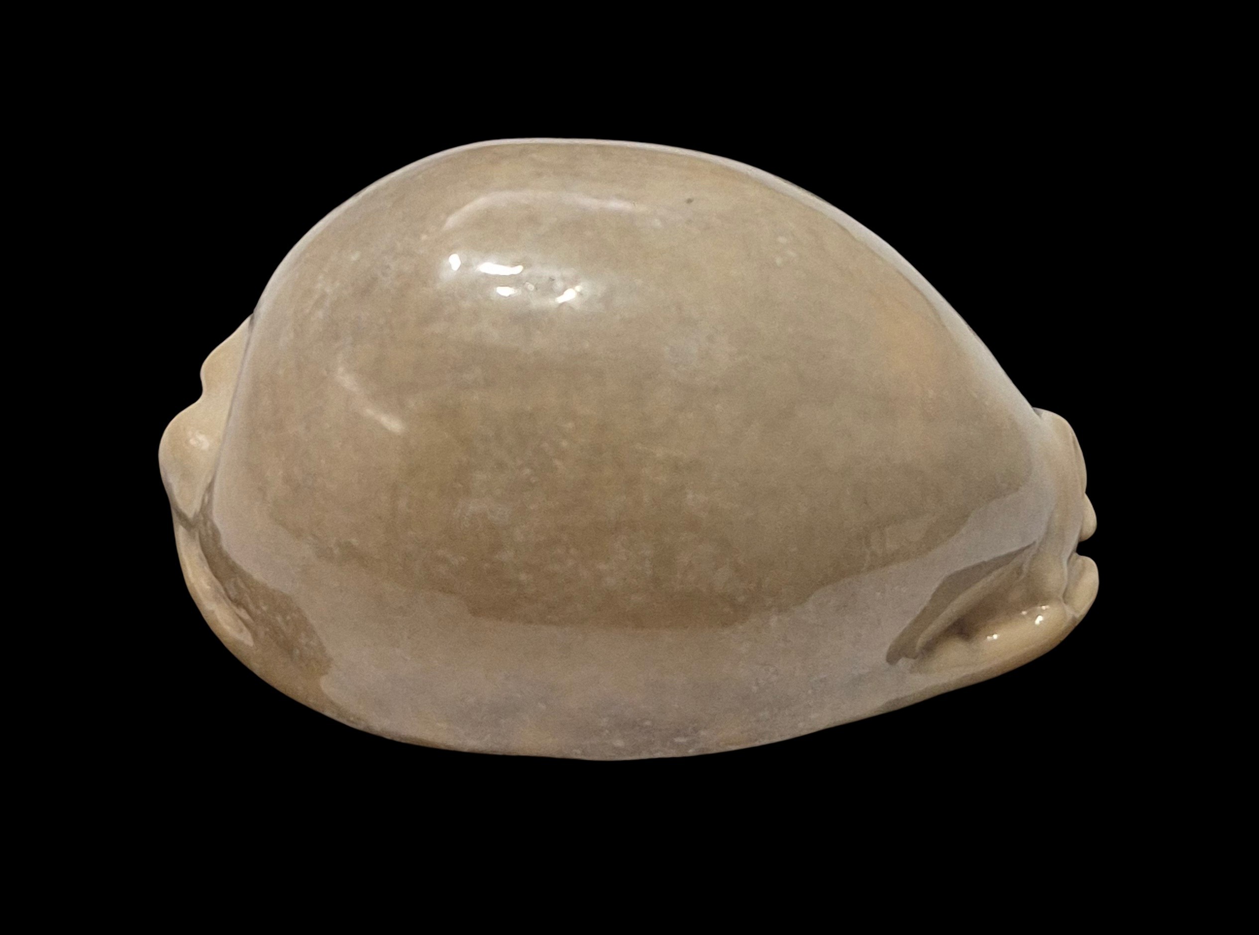 BC609 Mauritia arabica - HEAVY and OVERCASTED - Image 3